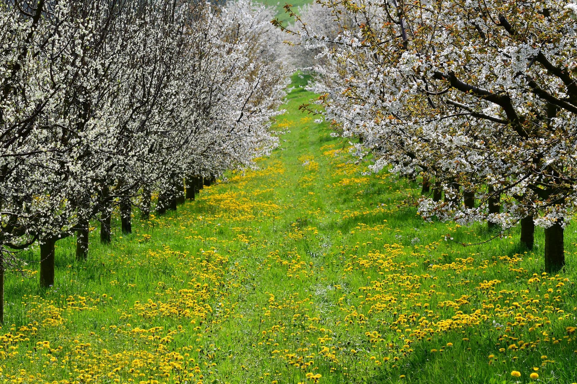 Rijen bloeiende fruitbomen in een boomgaard met gras vol gele paardenbloemen