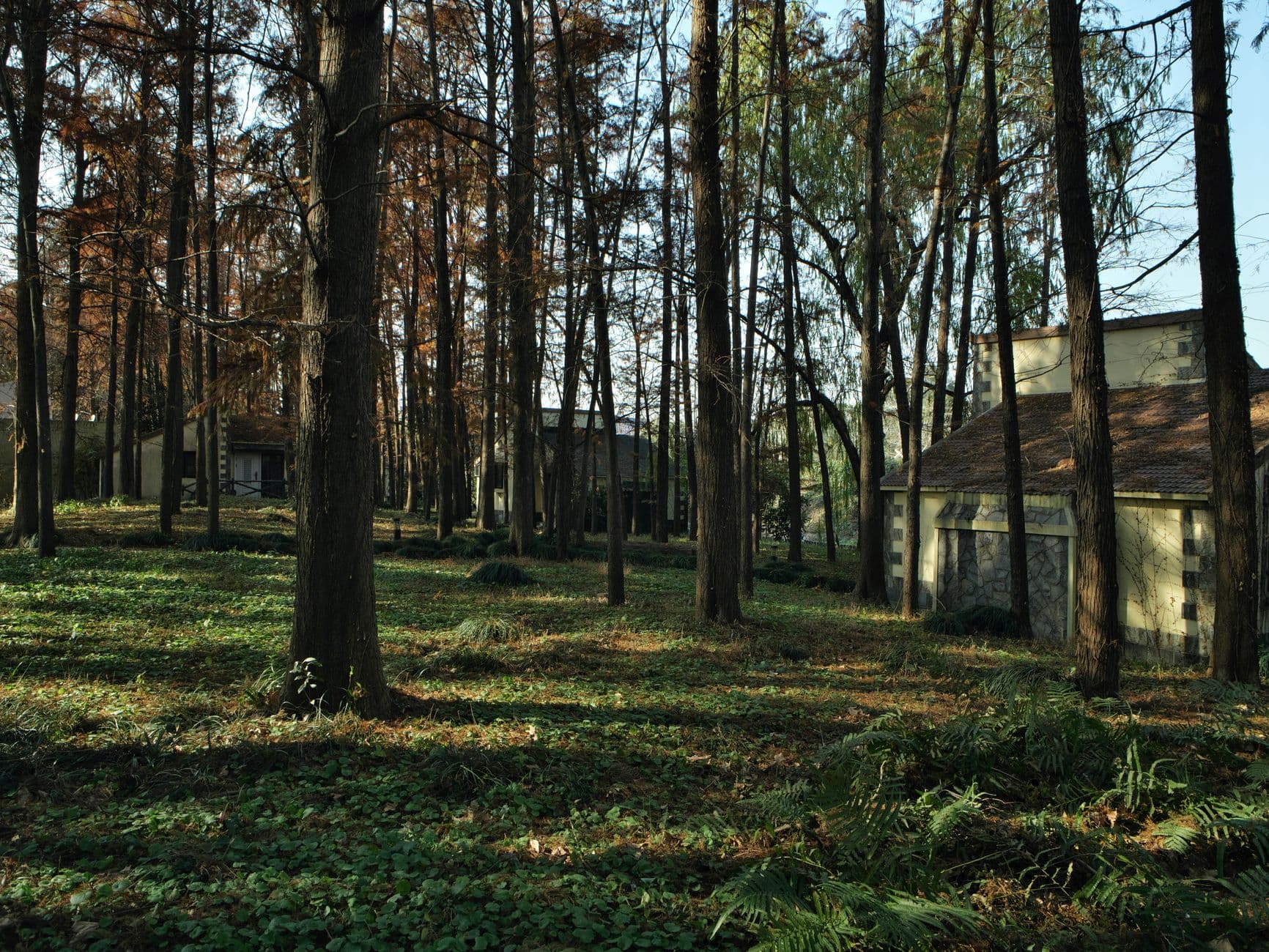 Herfstbos met hoge bomen en varens, met enkele lage woningen tussen de stammen