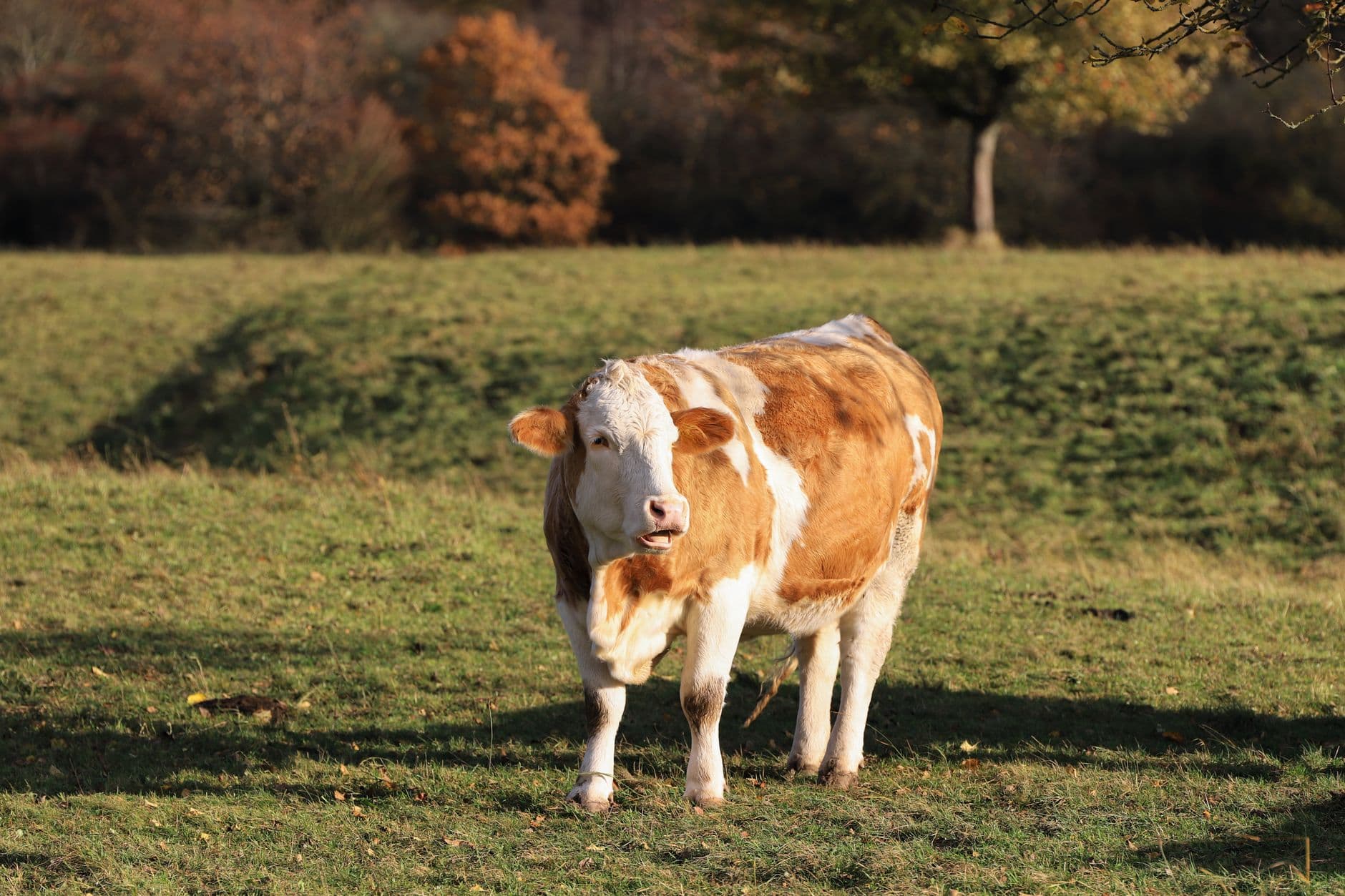 Roodbonte koe in een weide met herfstbomen op de achtergrond