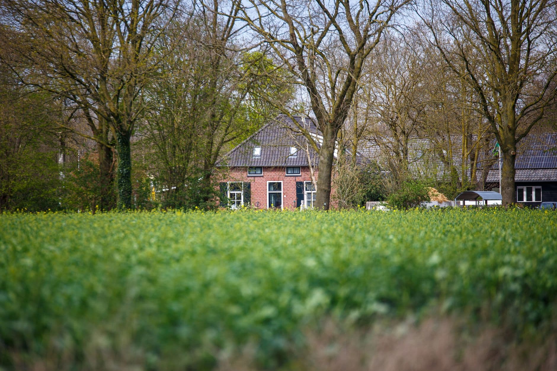 Rode bakstenen woning achter een groen veld en kale bomen in het vroege voorjaar