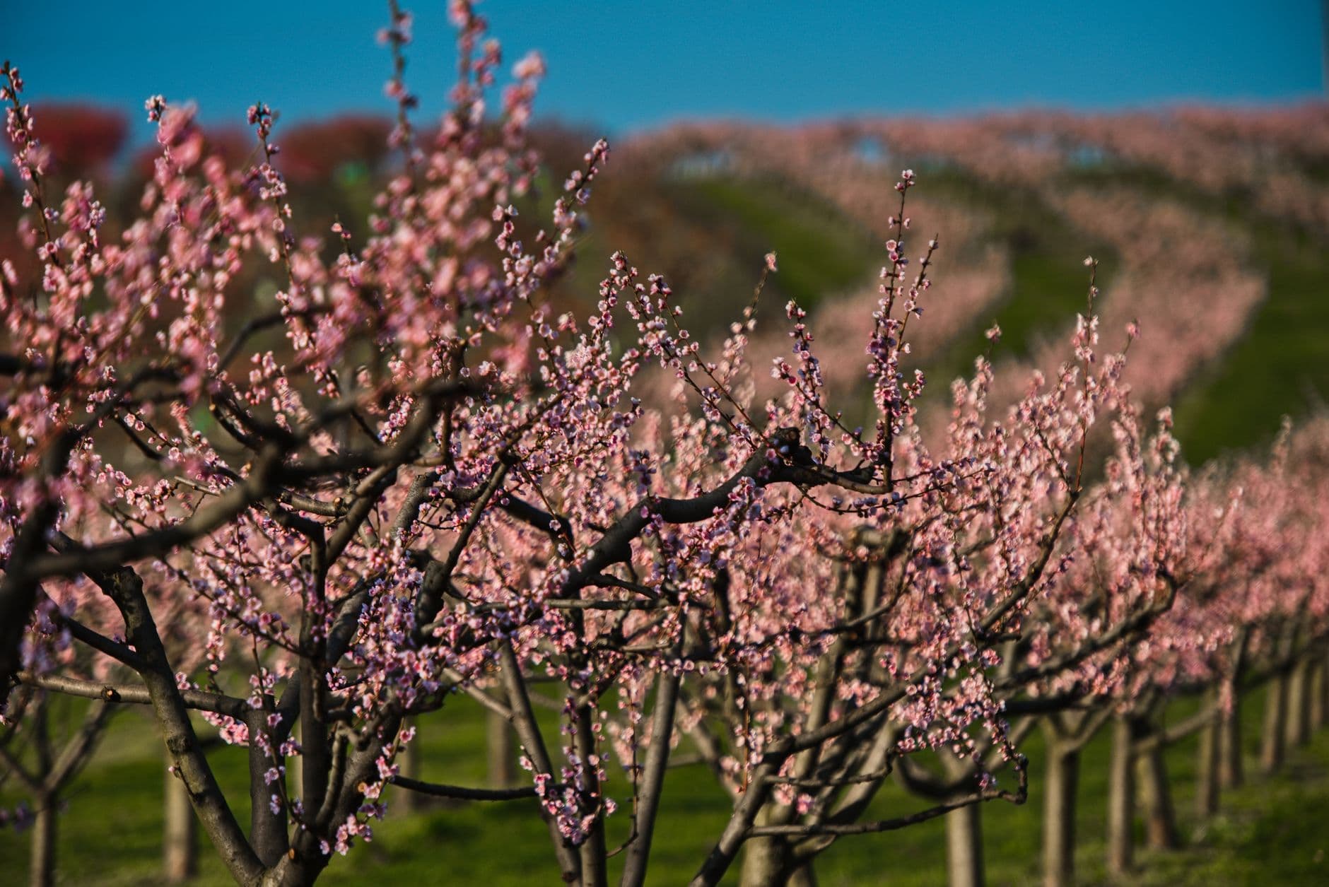 Rijen bloeiende fruitbomen met roze bloesem op een glooiende helling onder een blauwe lucht