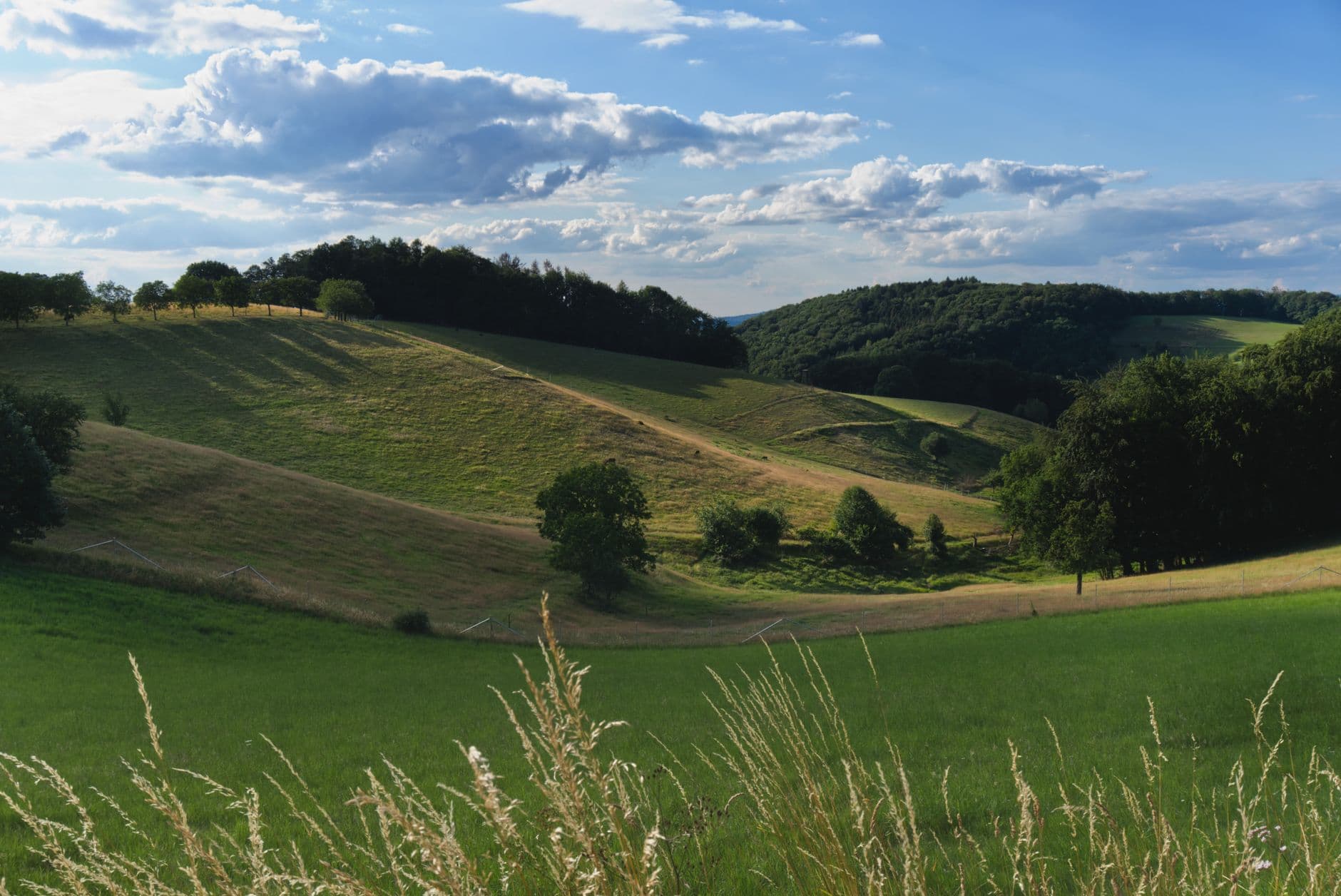 Glooiend landschap met graslanden, bosranden en verspreide bomen onder een wolkenlucht