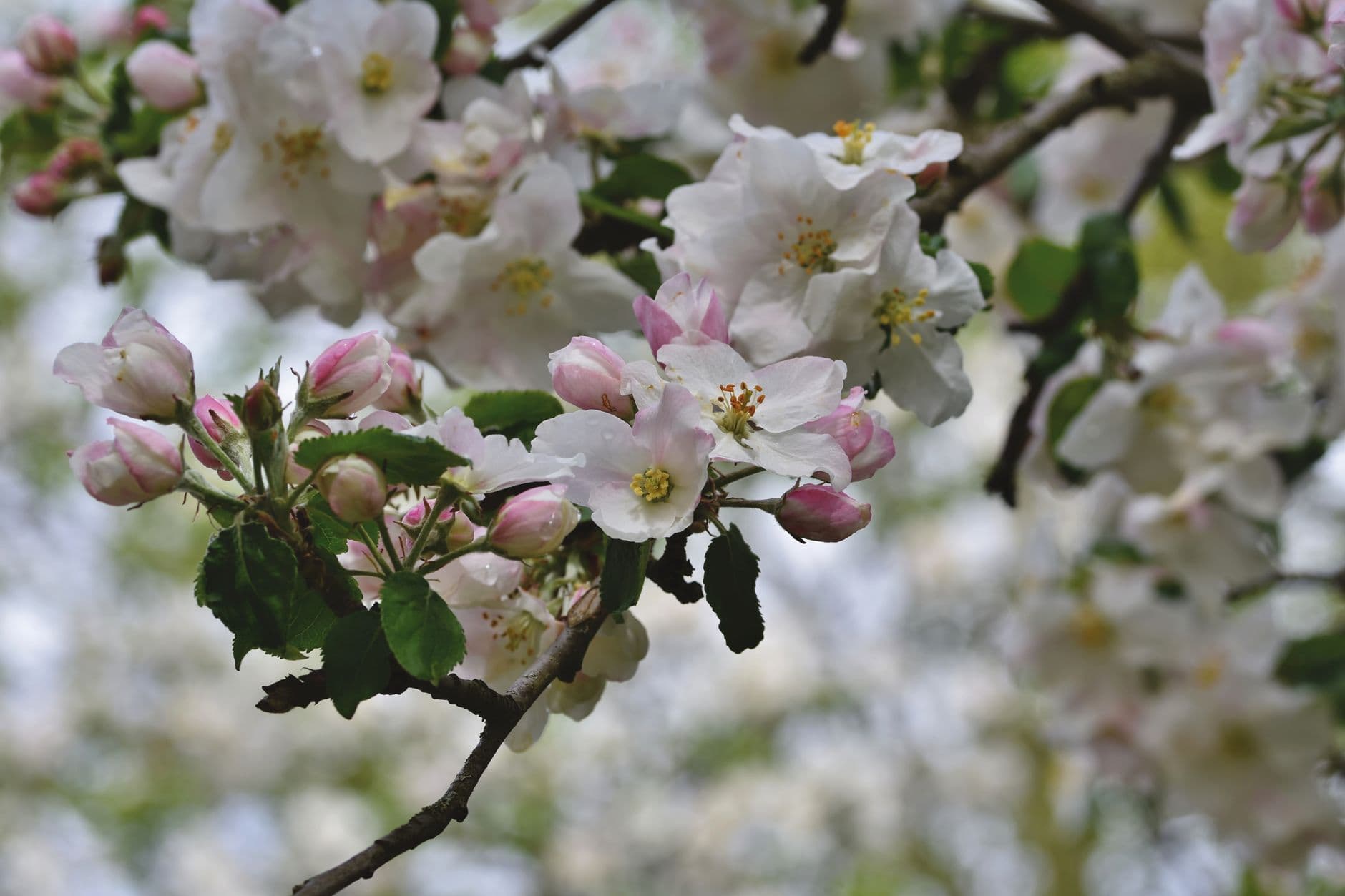 Close-up van witte en roze appelbloesem aan een tak in de lente