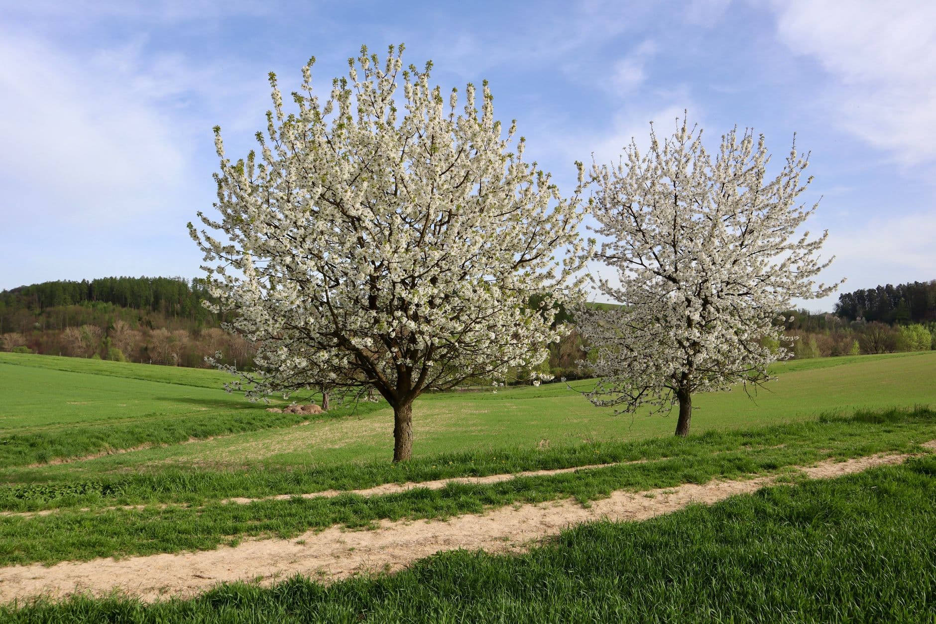 Twee bloeiende fruitbomen in een glooiend grasland met een zandpad in de lente