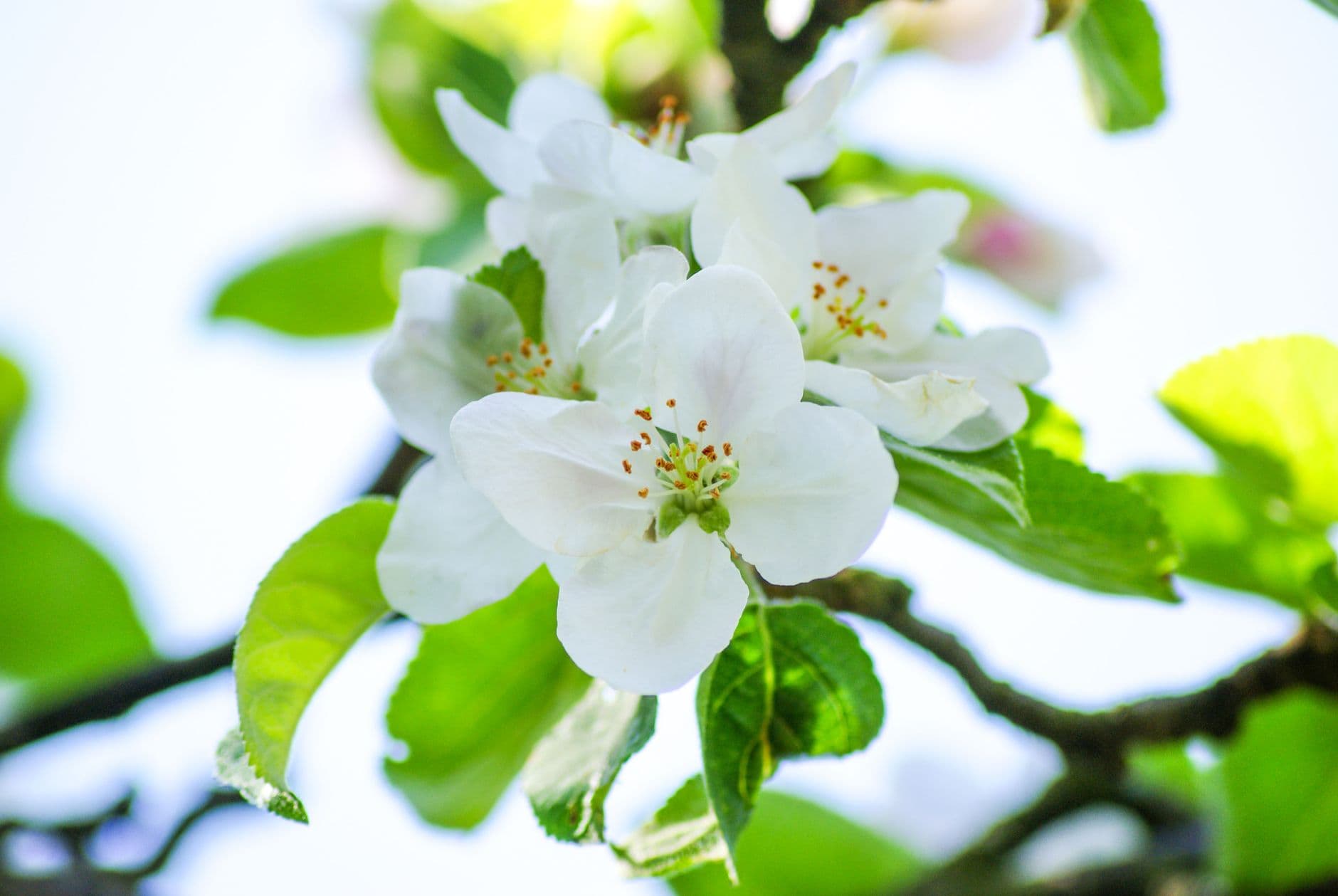 Witte appelbloesem met jonge groene blaadjes aan een tak in het voorjaarslicht