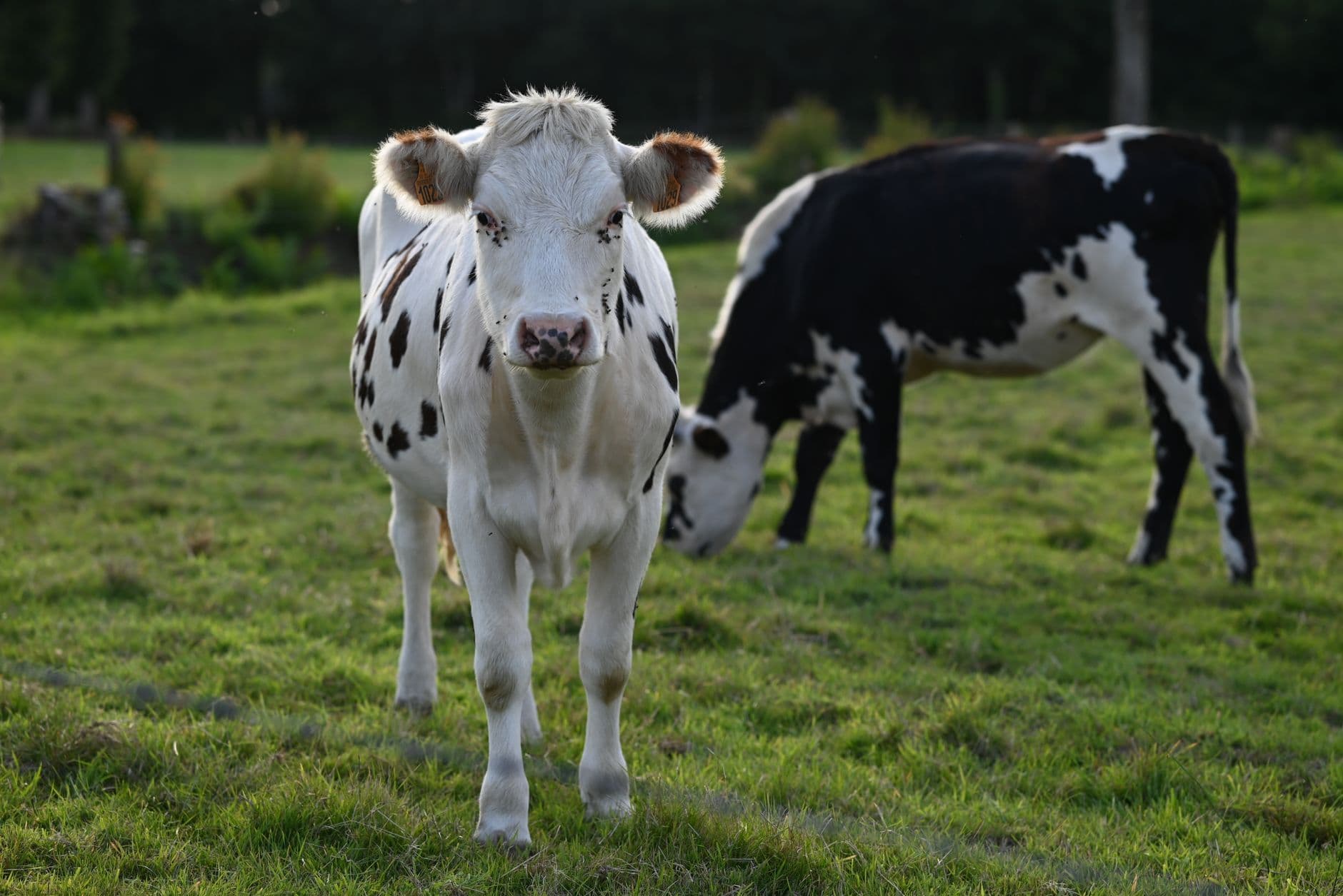 Zwartbonte kalveren grazen in een groene weide langs een donkere haag