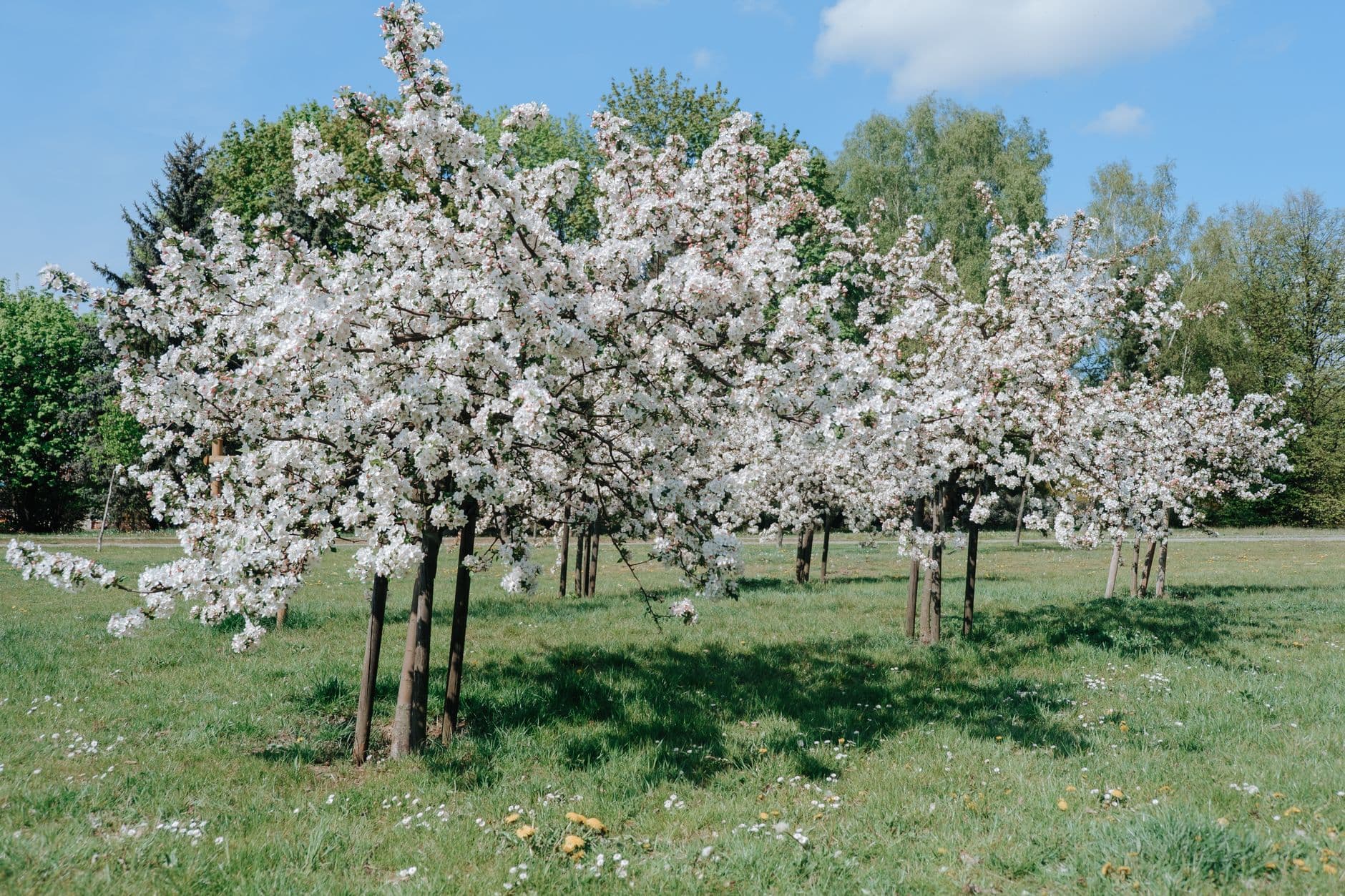 Bloeiende bomen in een grasveld met dennen en loofbomen op de achtergrond