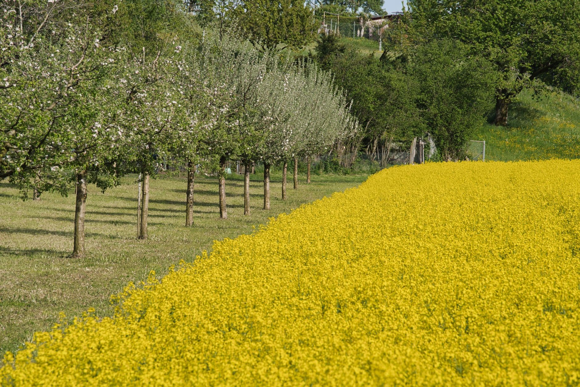 Geel bloeiend koolzaadveld naast een rij bloeiende appelbomen in een glooiende boomgaard
