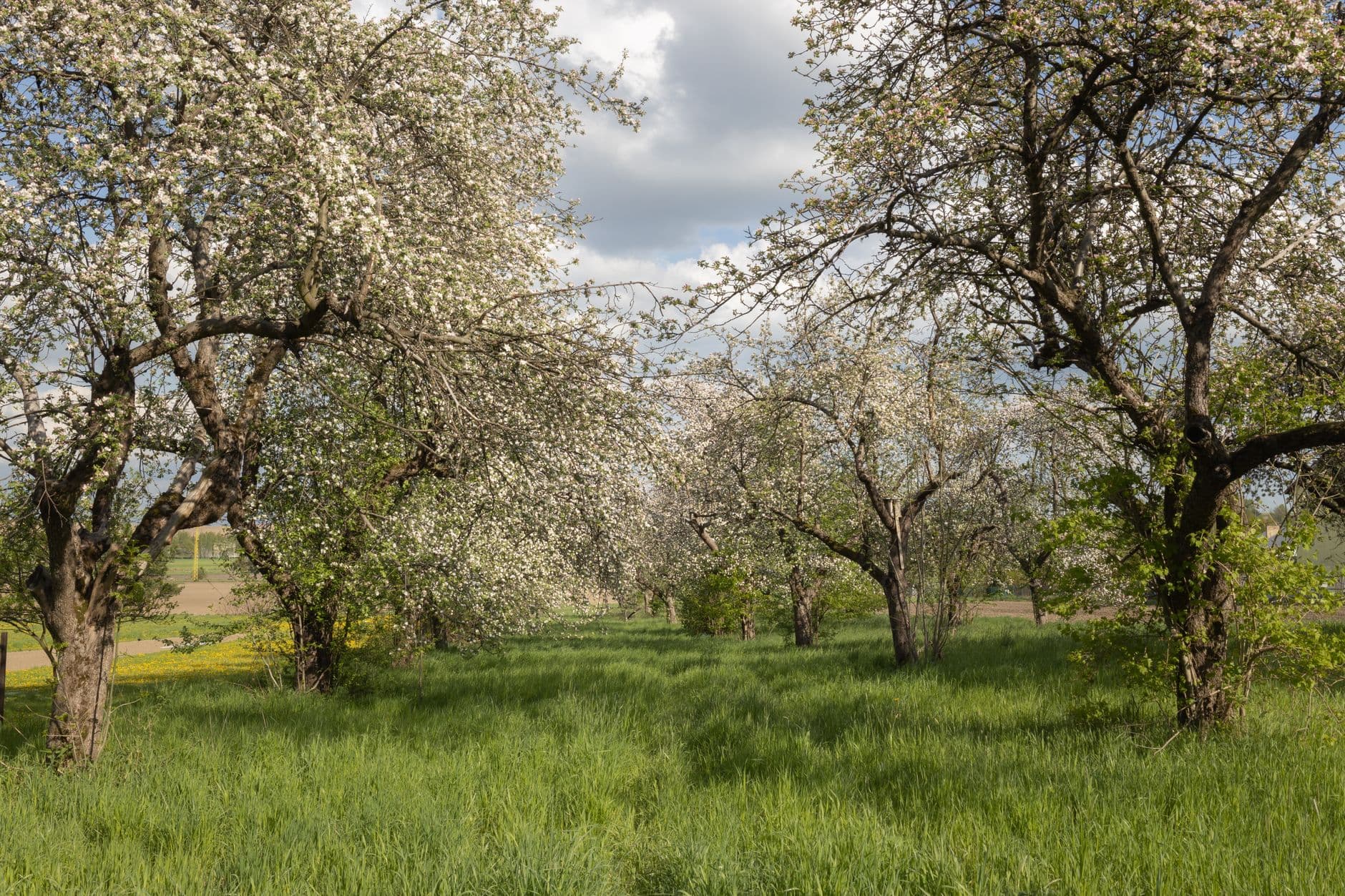 Blossoming fruit trees in an orchard in spring