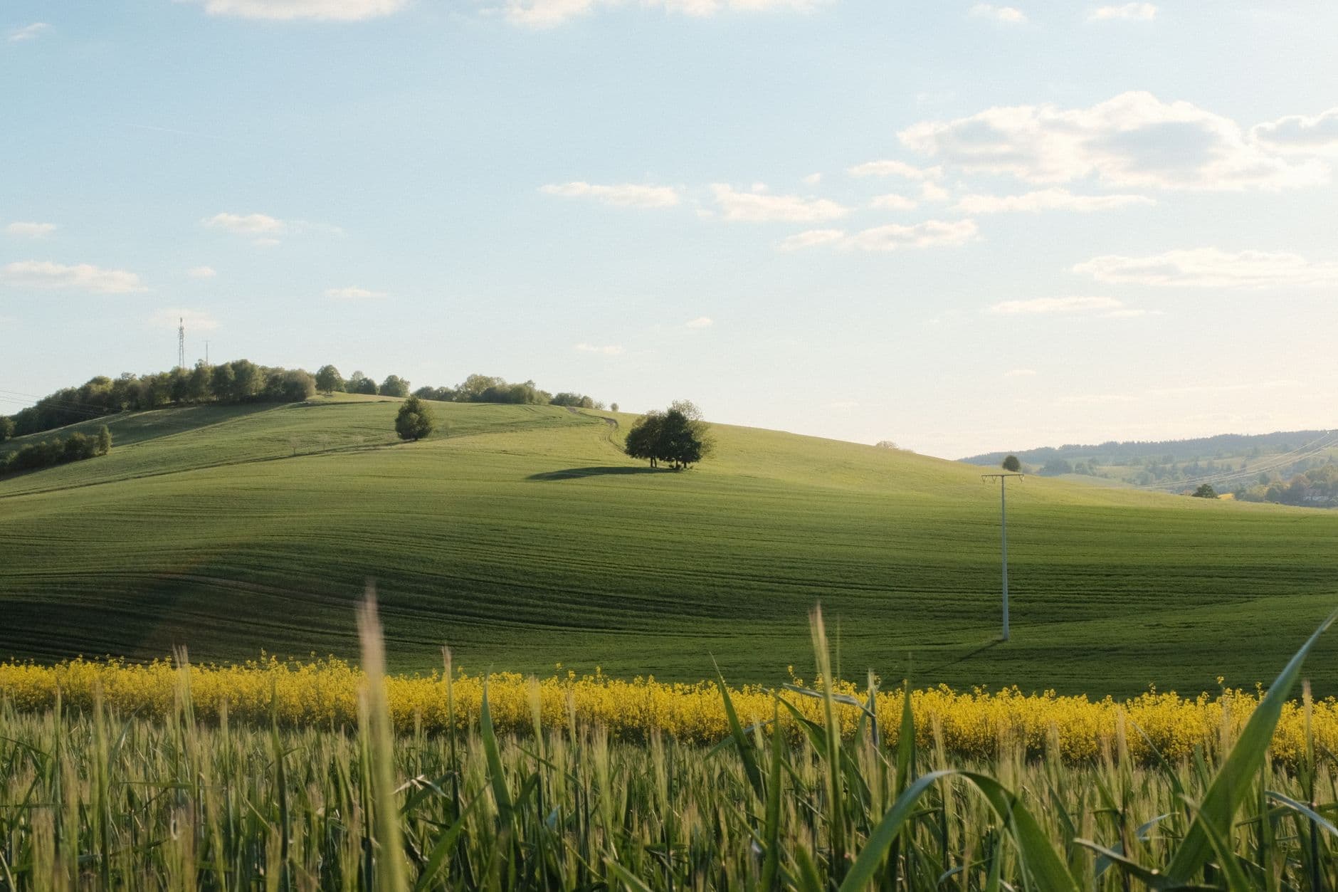 Glooiende groene akkers met een strook gele koolzaad en een elektriciteitspaal onder een lichte lucht