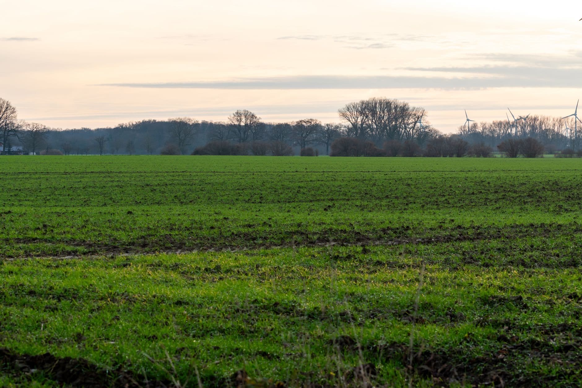 Groen akkerland met kale bomen en windturbines aan de horizon bij valavond
