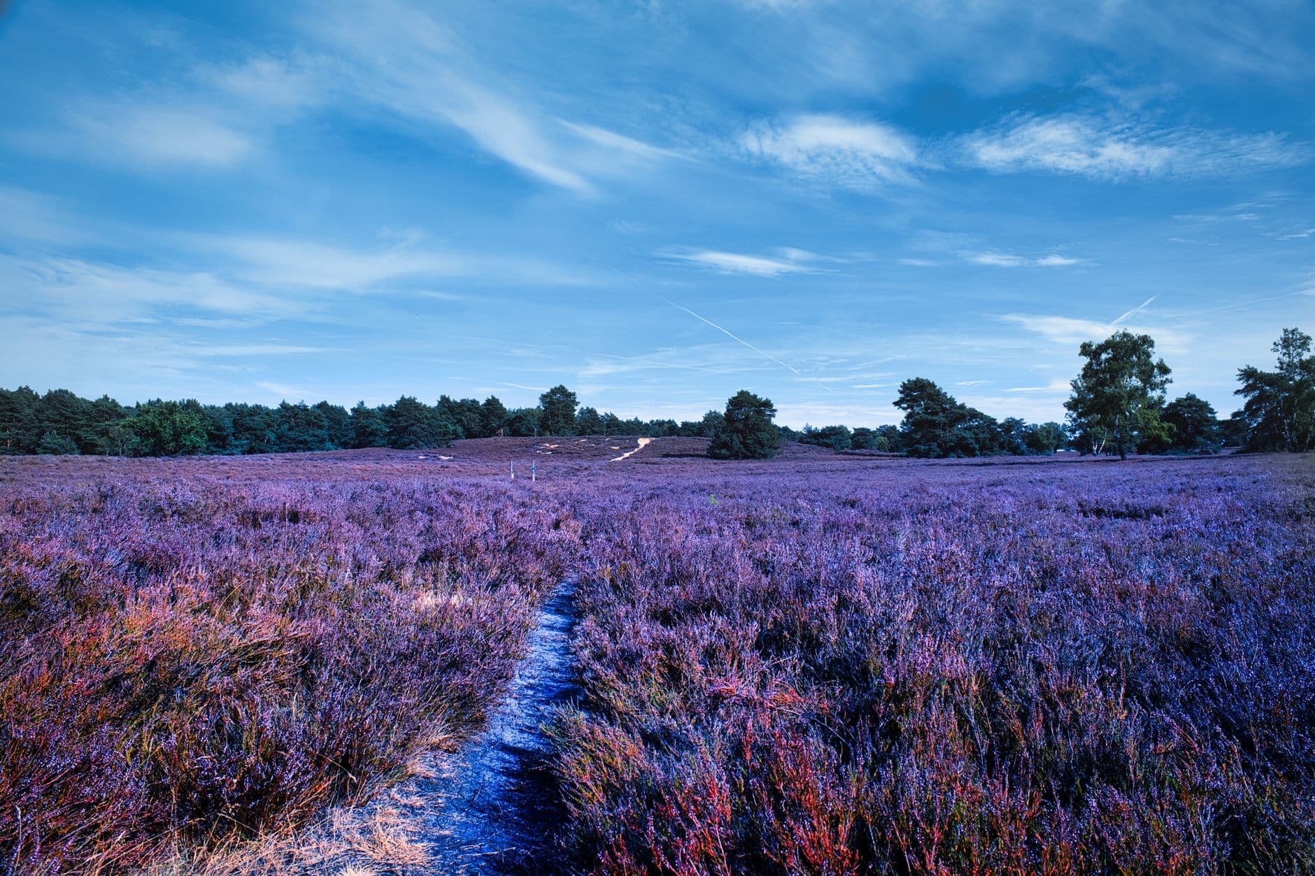 Bloeiende paarse heide met een smal zandpad en een bomenrij onder een blauwe lucht