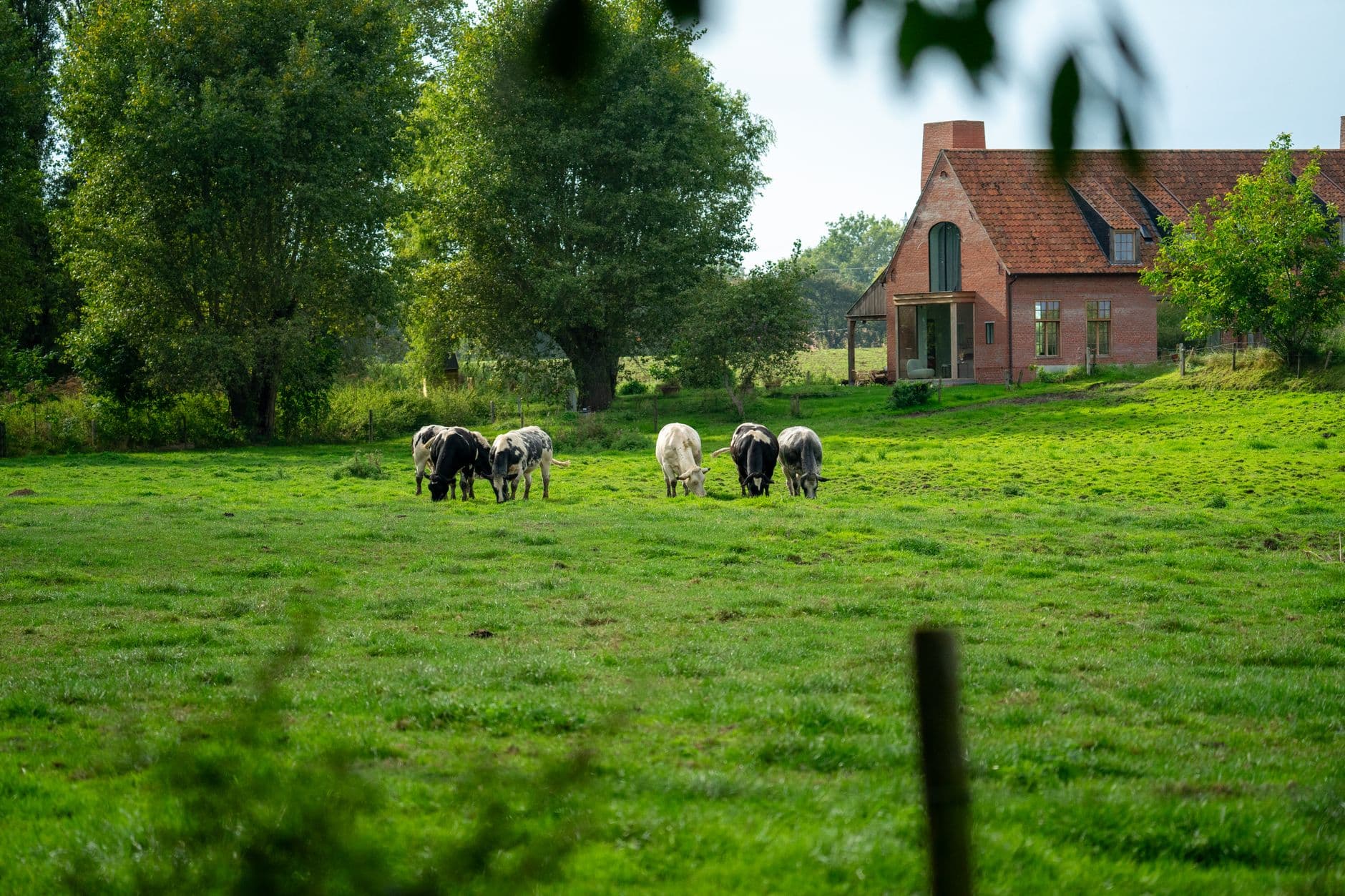 Bakstenen hoeve met rood pannendak achter een groene weide met grazende koeien
