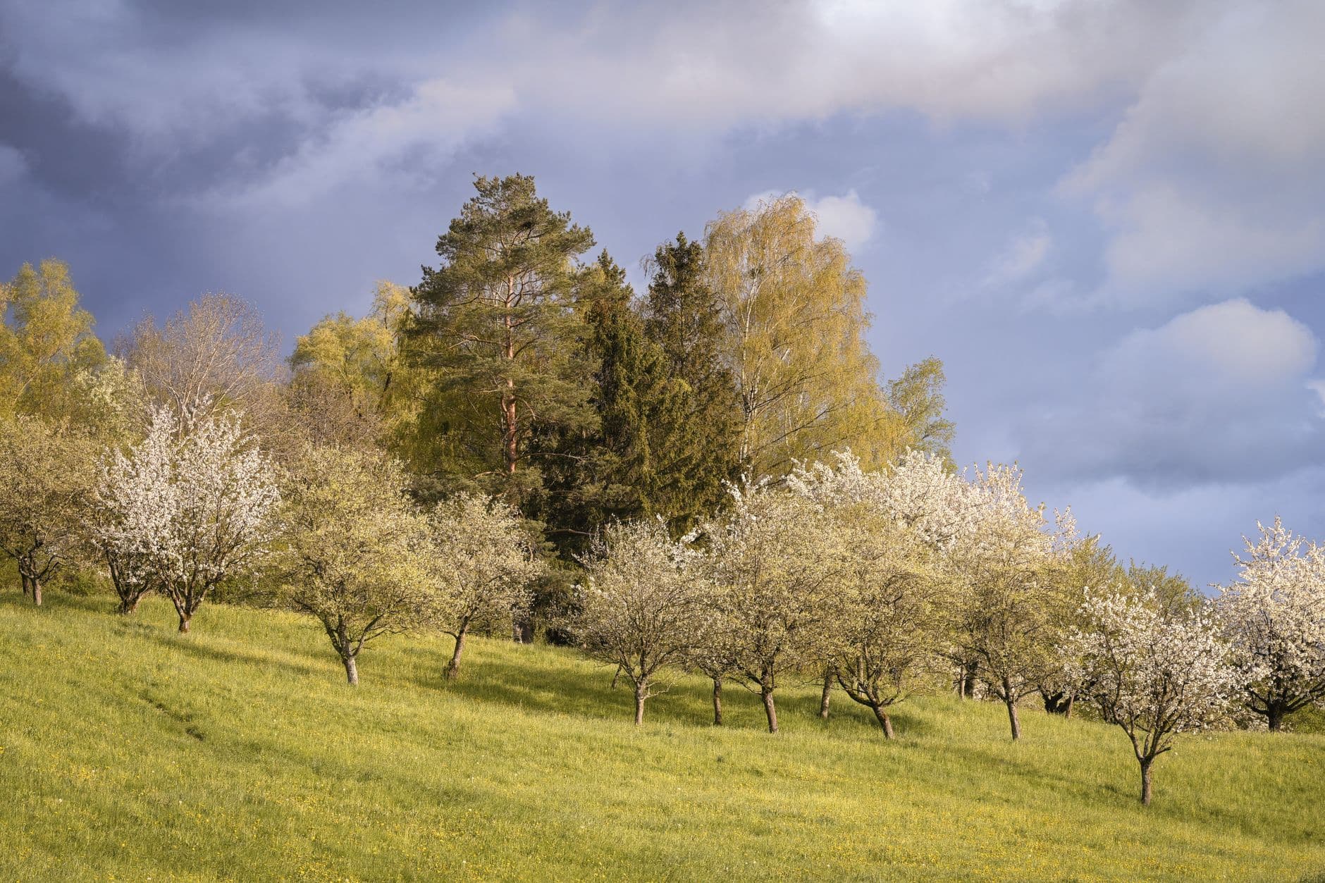 Bloeiende fruitbomen in een grazige boomgaard op een glooiende helling onder een bewolkte lucht