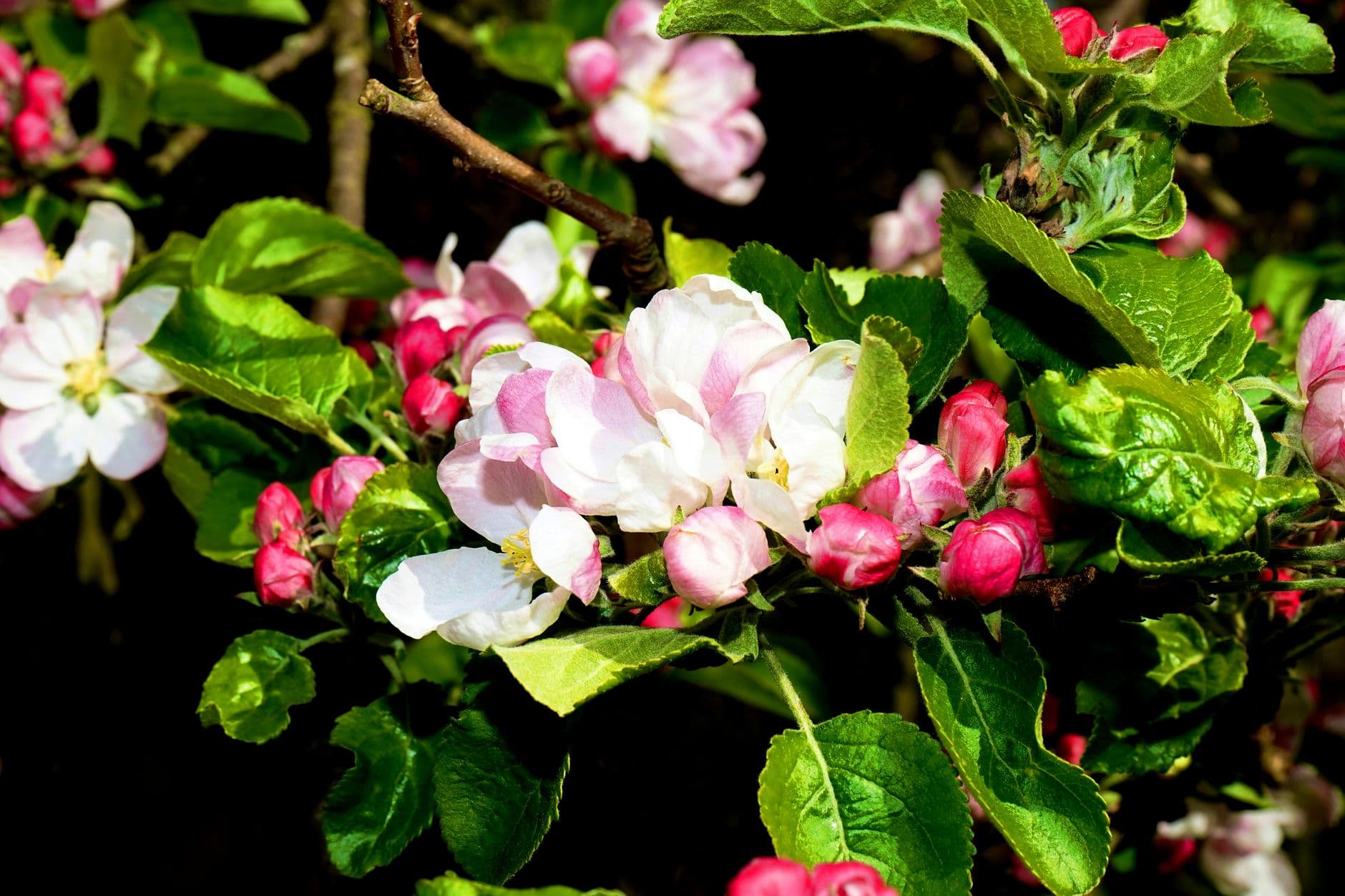 Bloeiende appelbloesem met roze knoppen tussen groene bladeren in de lente