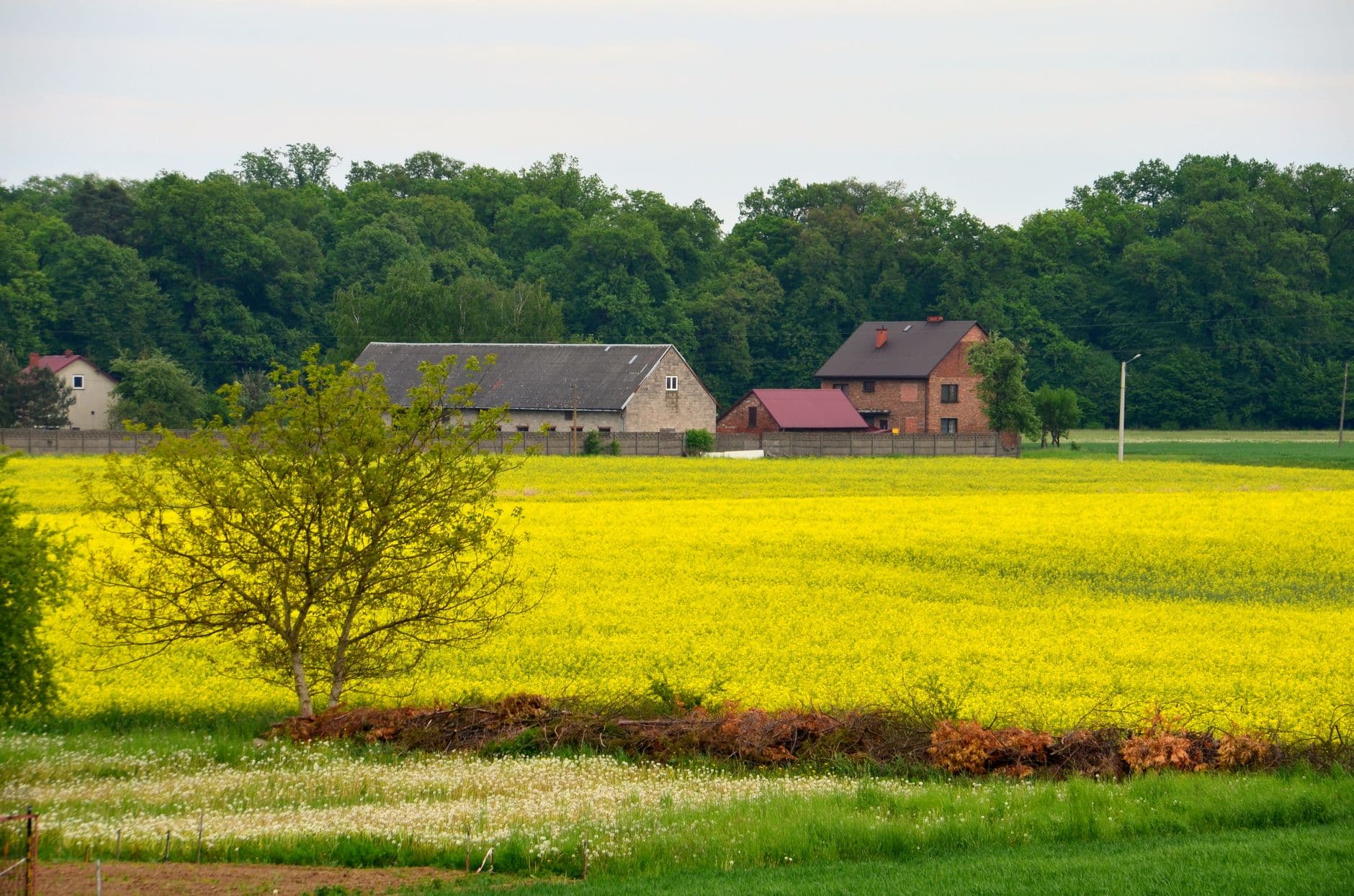 Bloeiend koolzaadveld voor bakstenen boerderijen en een rij loofbomen