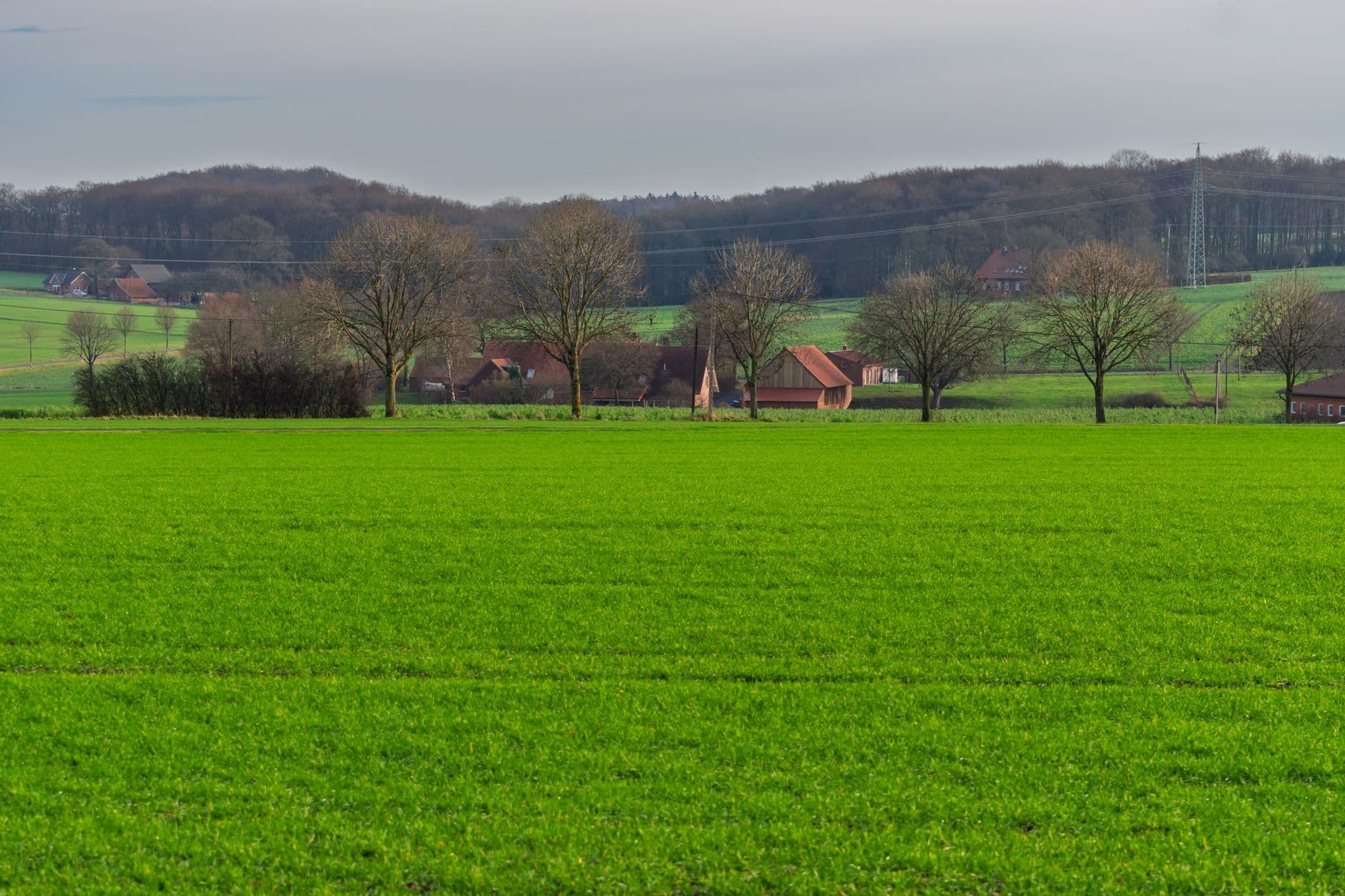 Groene akker met kale bomen en bakstenen boerderijen, achteraan een hoogspanningsmast