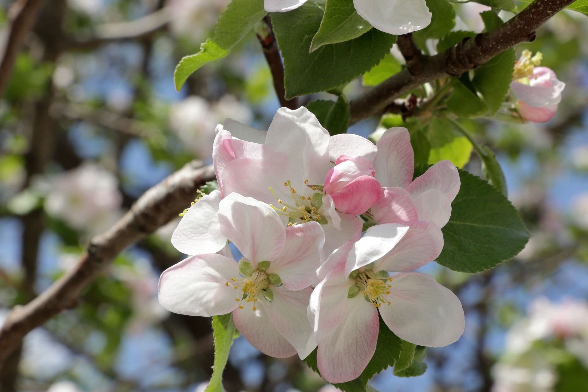 Roze en witte appelbloesem aan een tak met groen blad tegen een blauwe lucht
