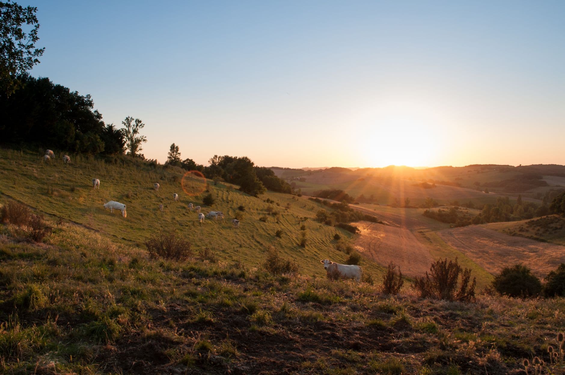 Grazende witte koeien op een glooiende weide bij zonsondergang