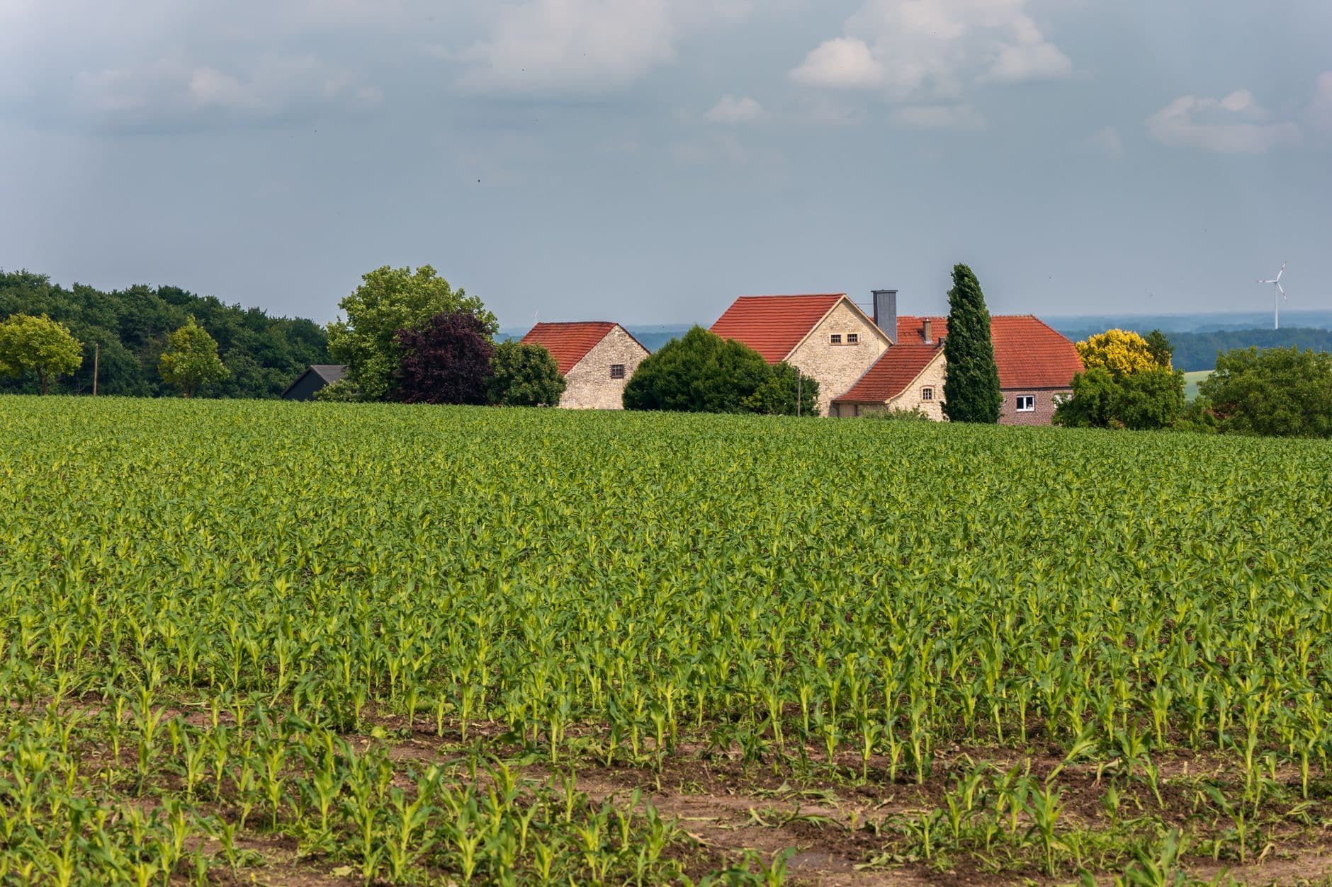 Jong maïsveld met boerderijen met rode pannendaken en bomen onder een bewolkte lucht