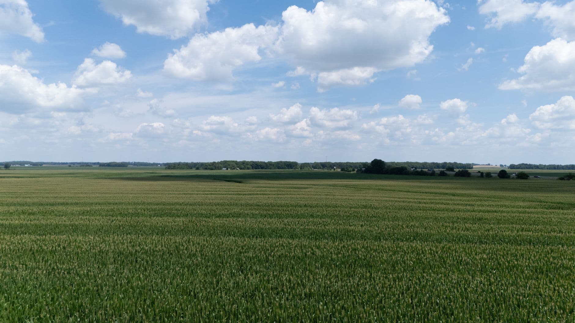 Vlak, groen maïsveld onder een blauwe lucht met stapelwolken en een bomenrij aan de horizon