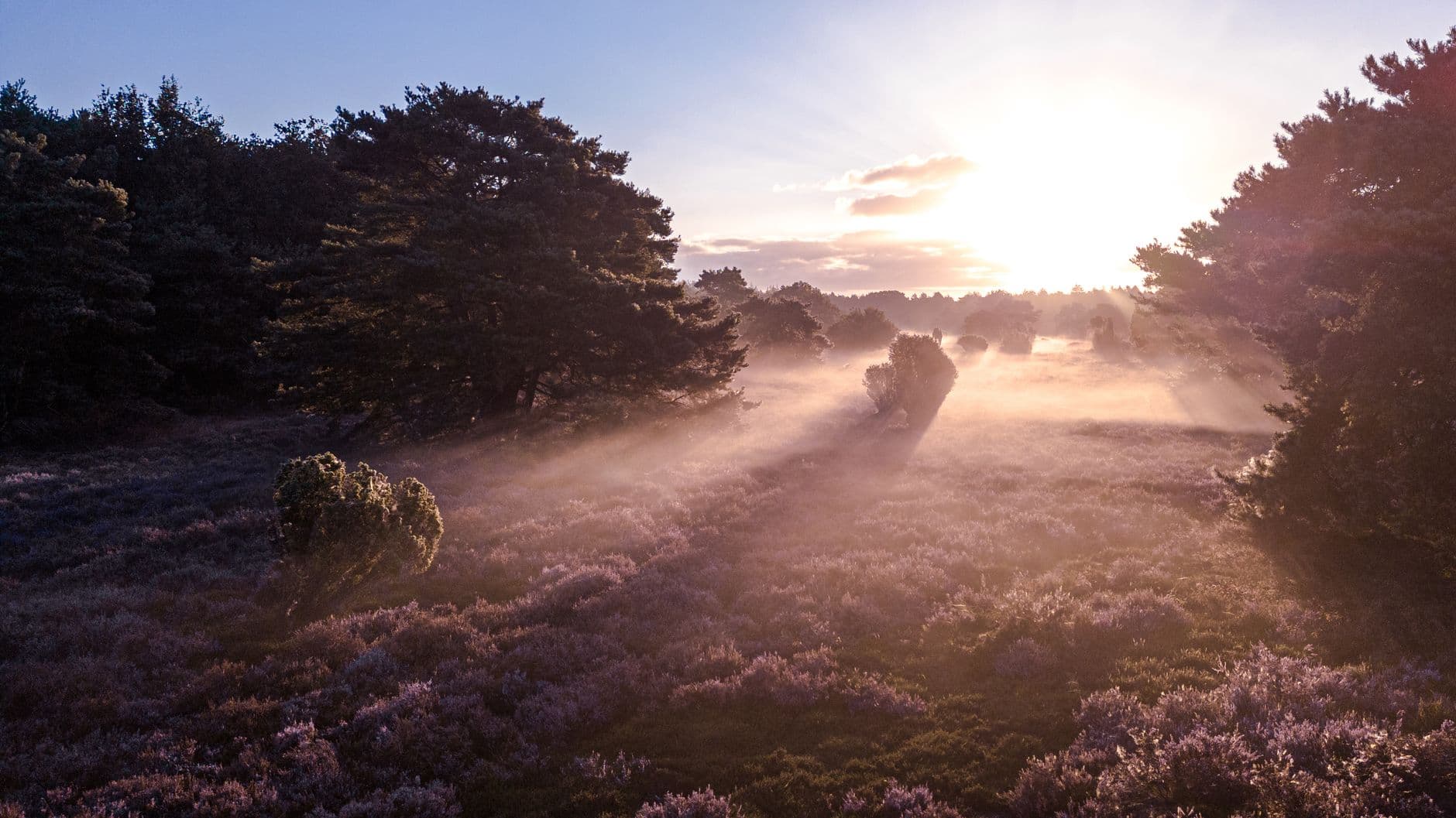 Bloeiend heideveld met dennenbomen in de ochtendnevel bij zonsopgang