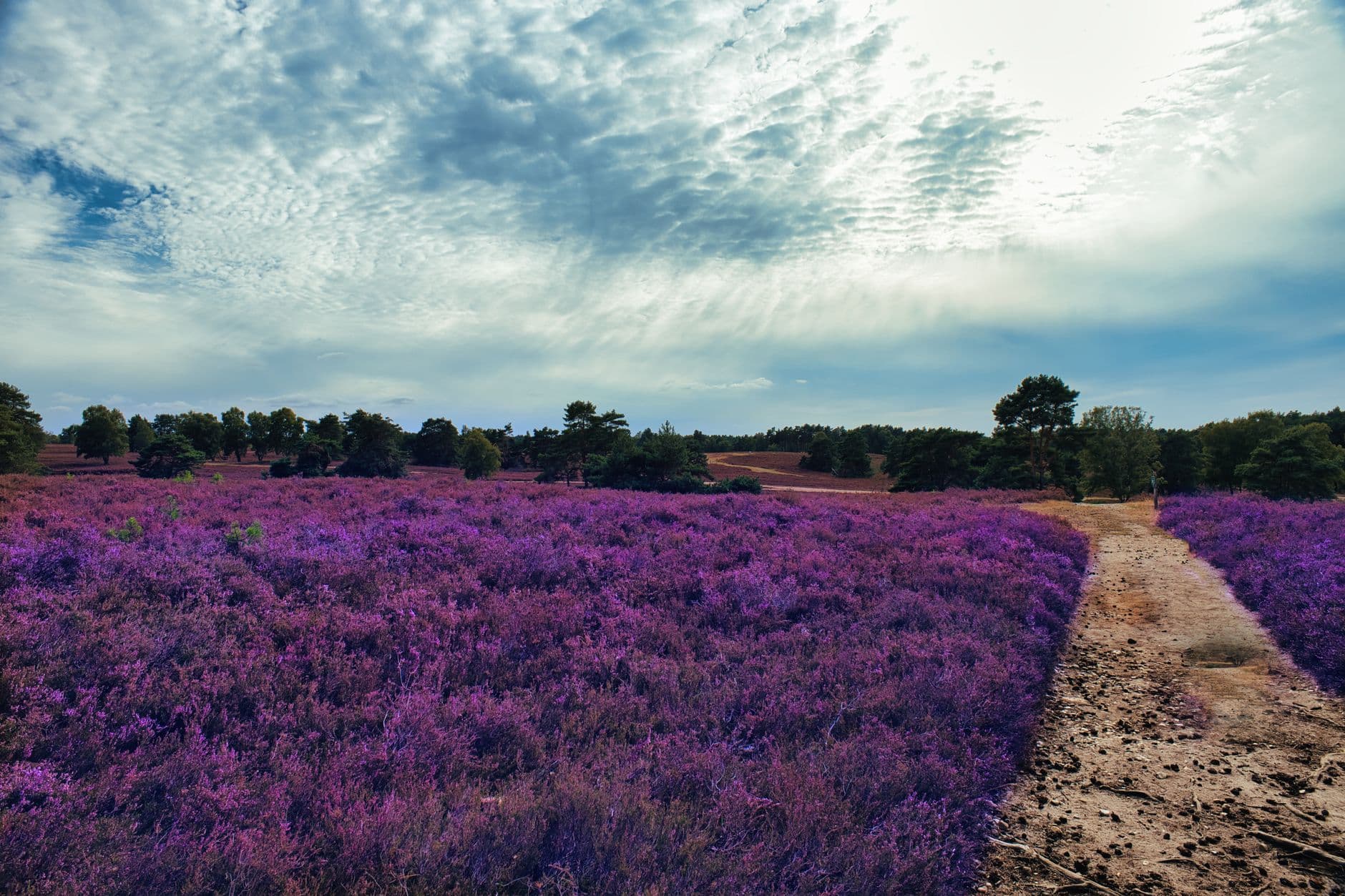 Bloeiende paarse heide met een zandpad en dennenbomen onder een bewolkte lucht