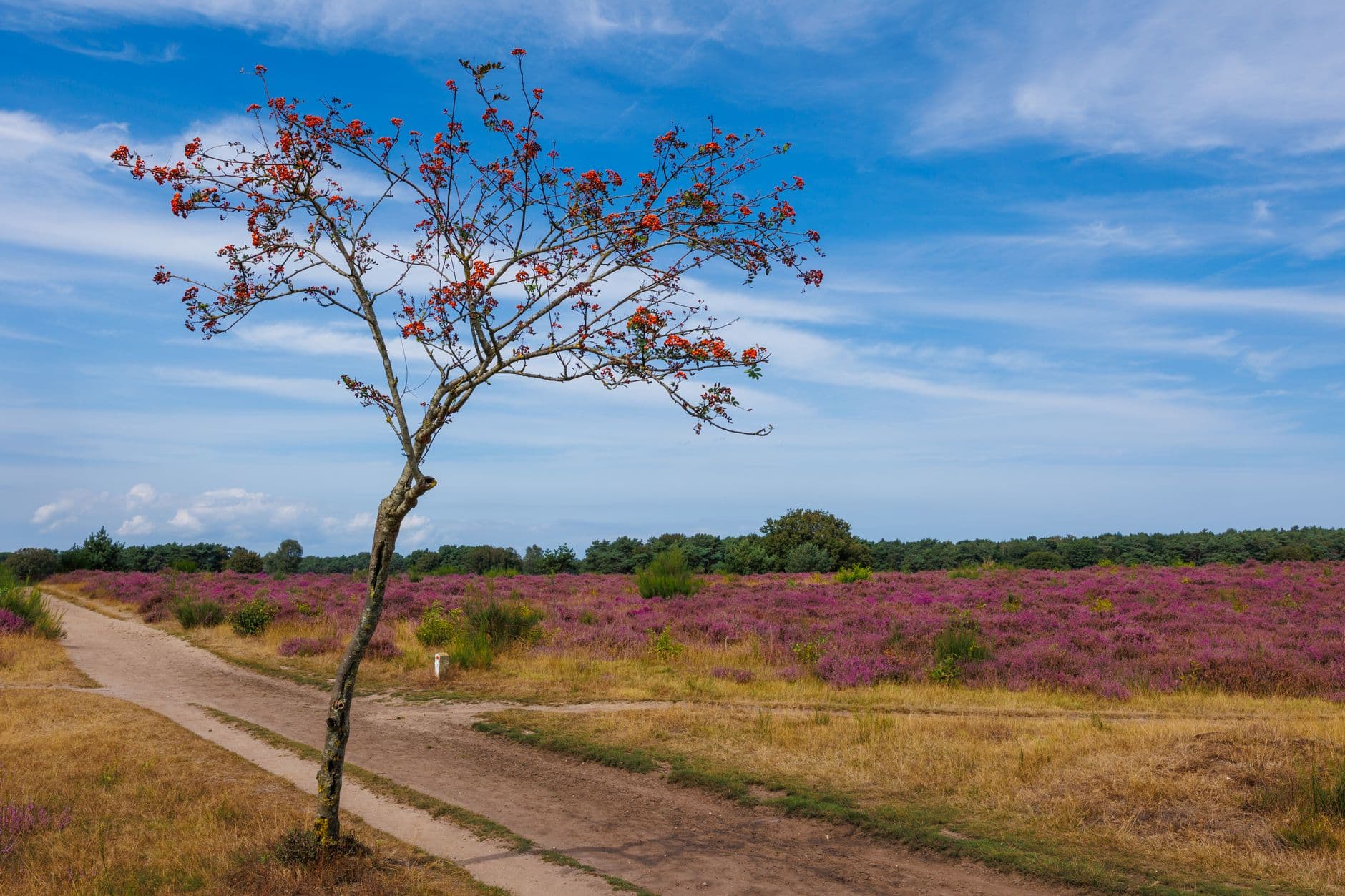 Zandpad langs een bloeiend heideveld met een jonge boom en bosrand onder blauwe lucht