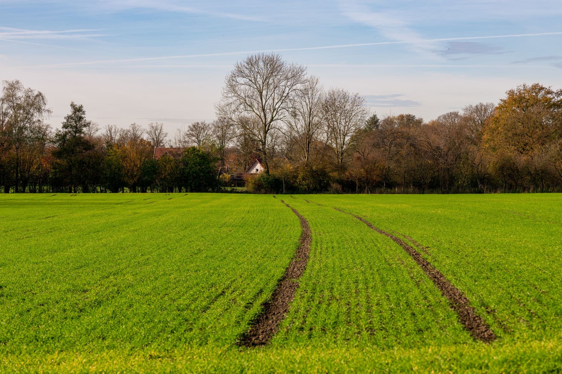 Groene akker met bandensporen, herfstbomen en een wit huisje onder een blauwe lucht