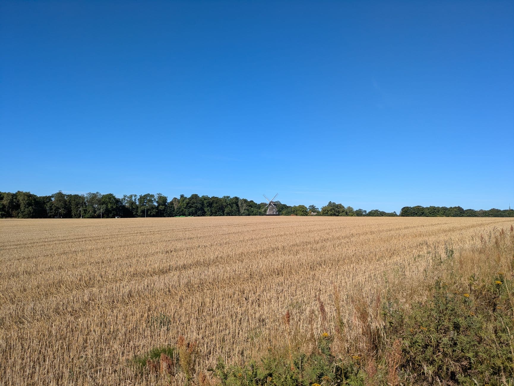 Afgemaaid graanveld met een oude windmolen aan de bosrand onder een blauwe lucht