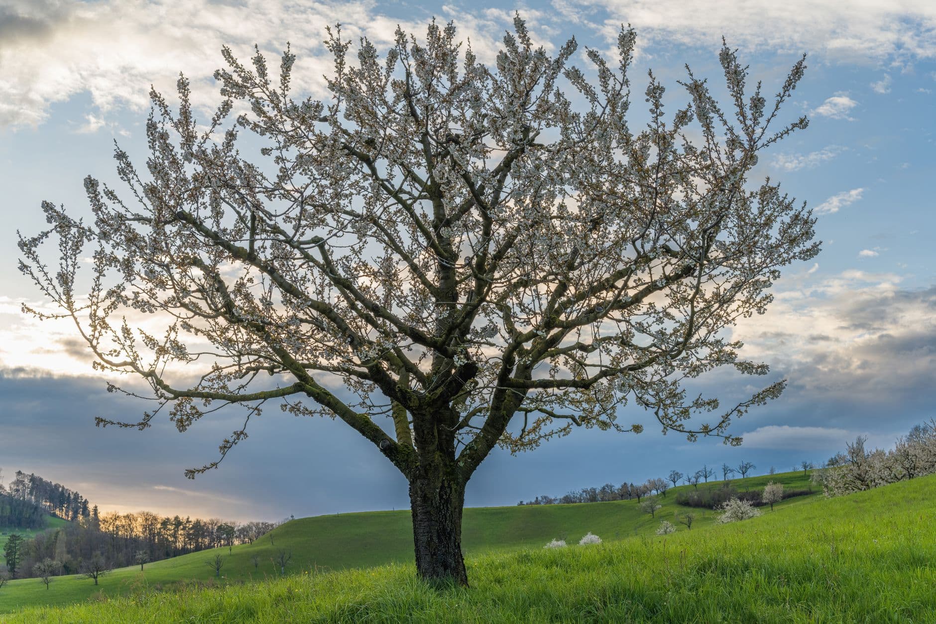 Bloeiende fruitboom op een glooiende grasweide bij zonsondergang