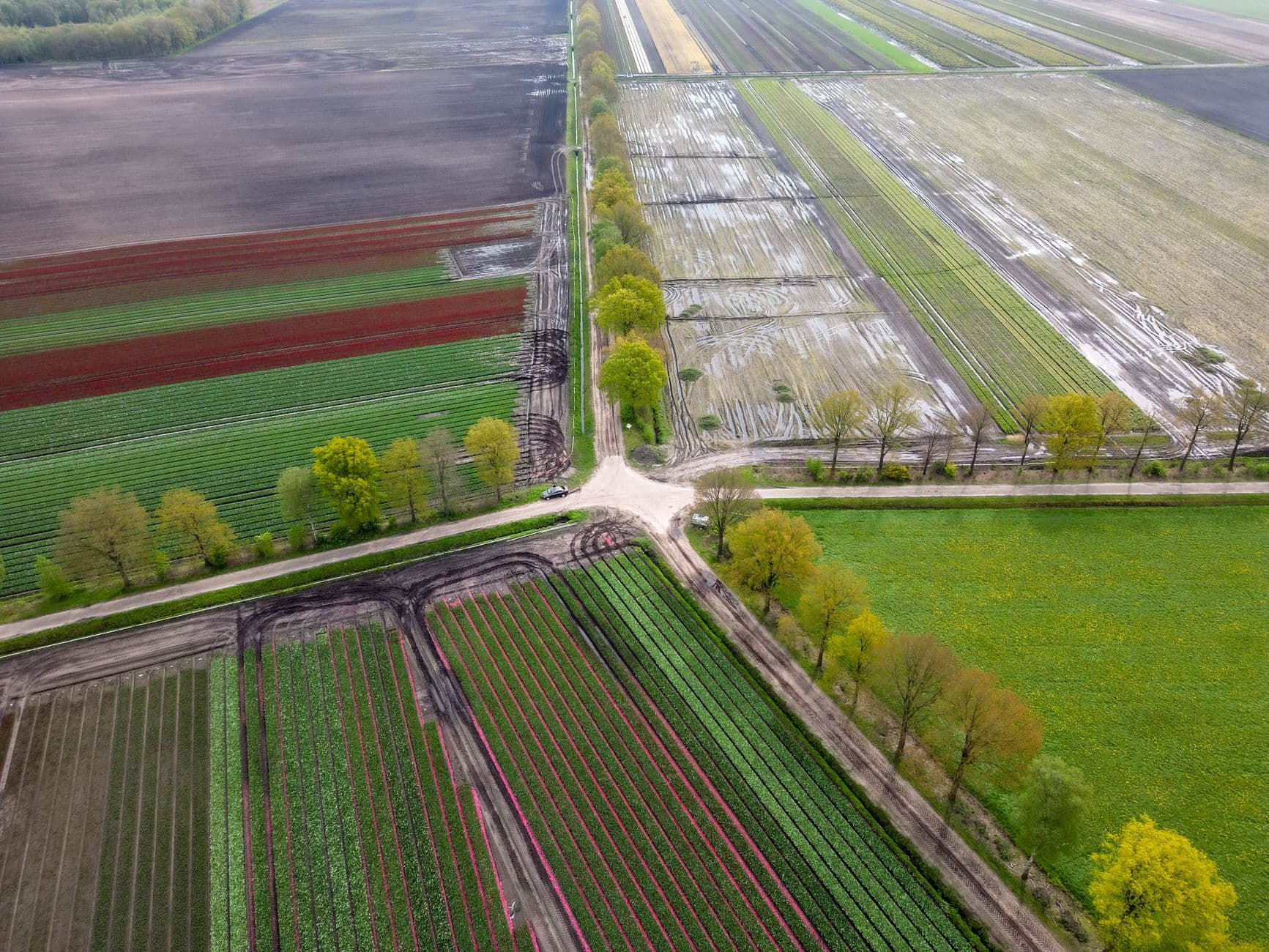 Luchtbeeld van vlakke akkers en gewasstroken, doorsneden door wegen met bomenrijen