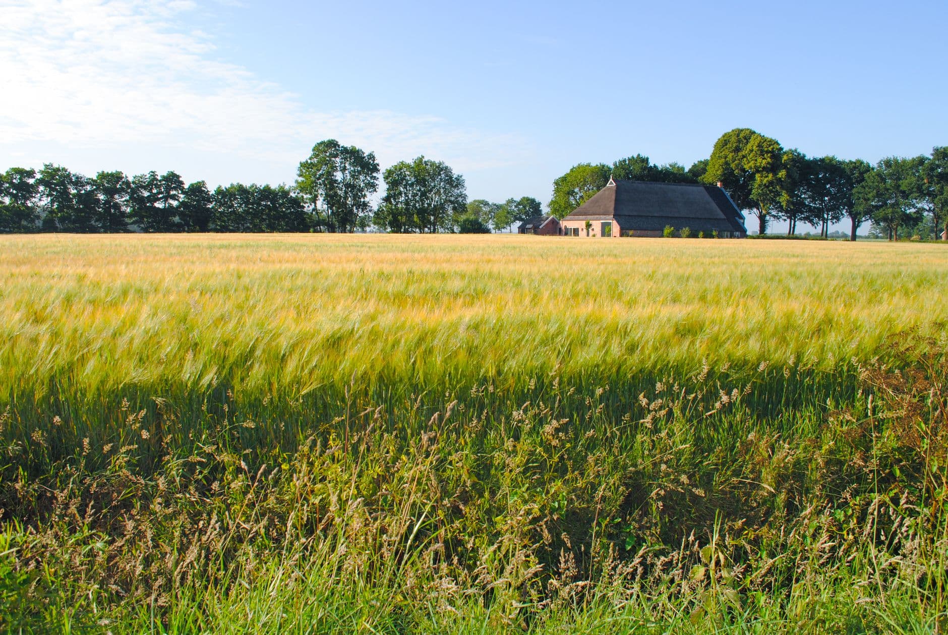 Rijpend gerstveld met een boerderij en bomenrij onder een blauwe lucht