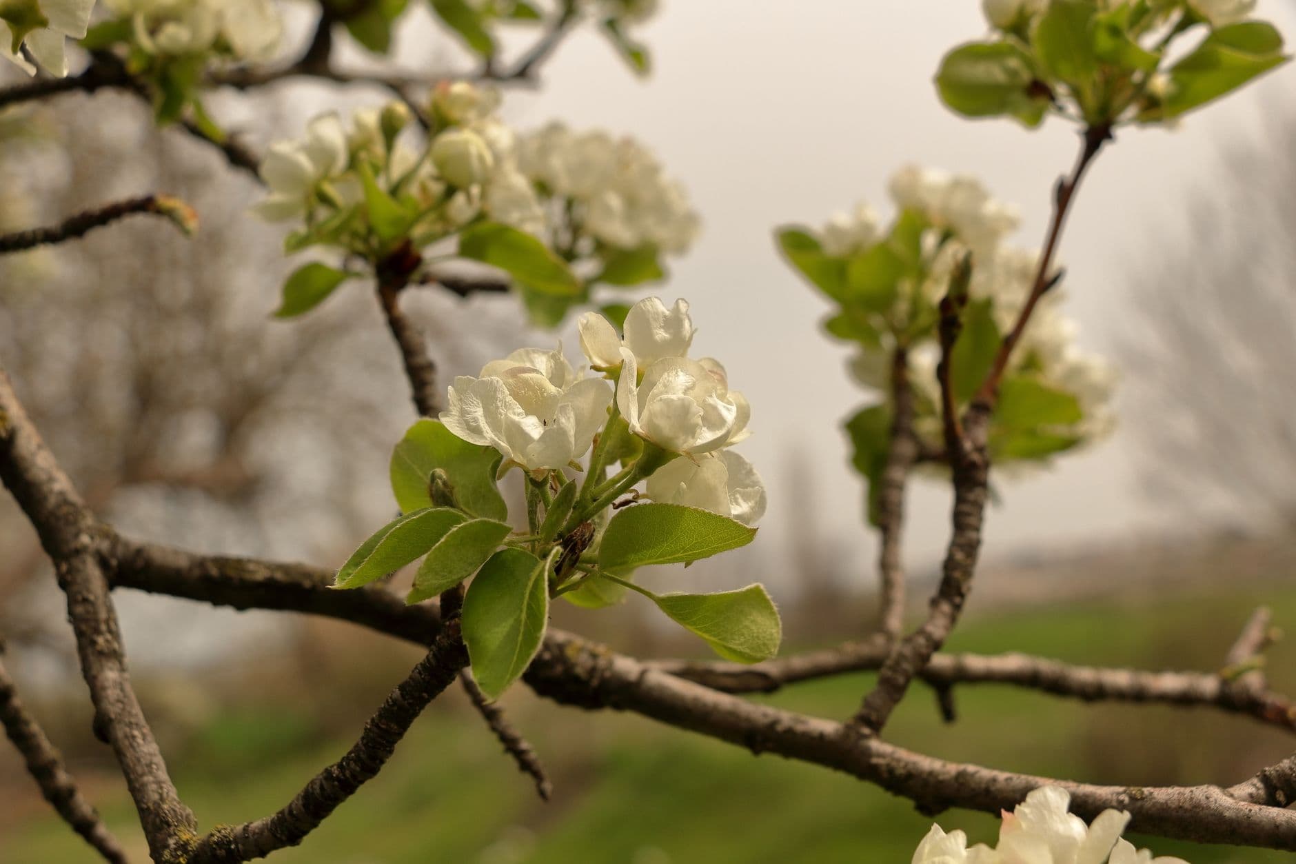 Witte bloesem aan een perenboomtak in de lente, met een onscherpe boomgaard op de achtergrond