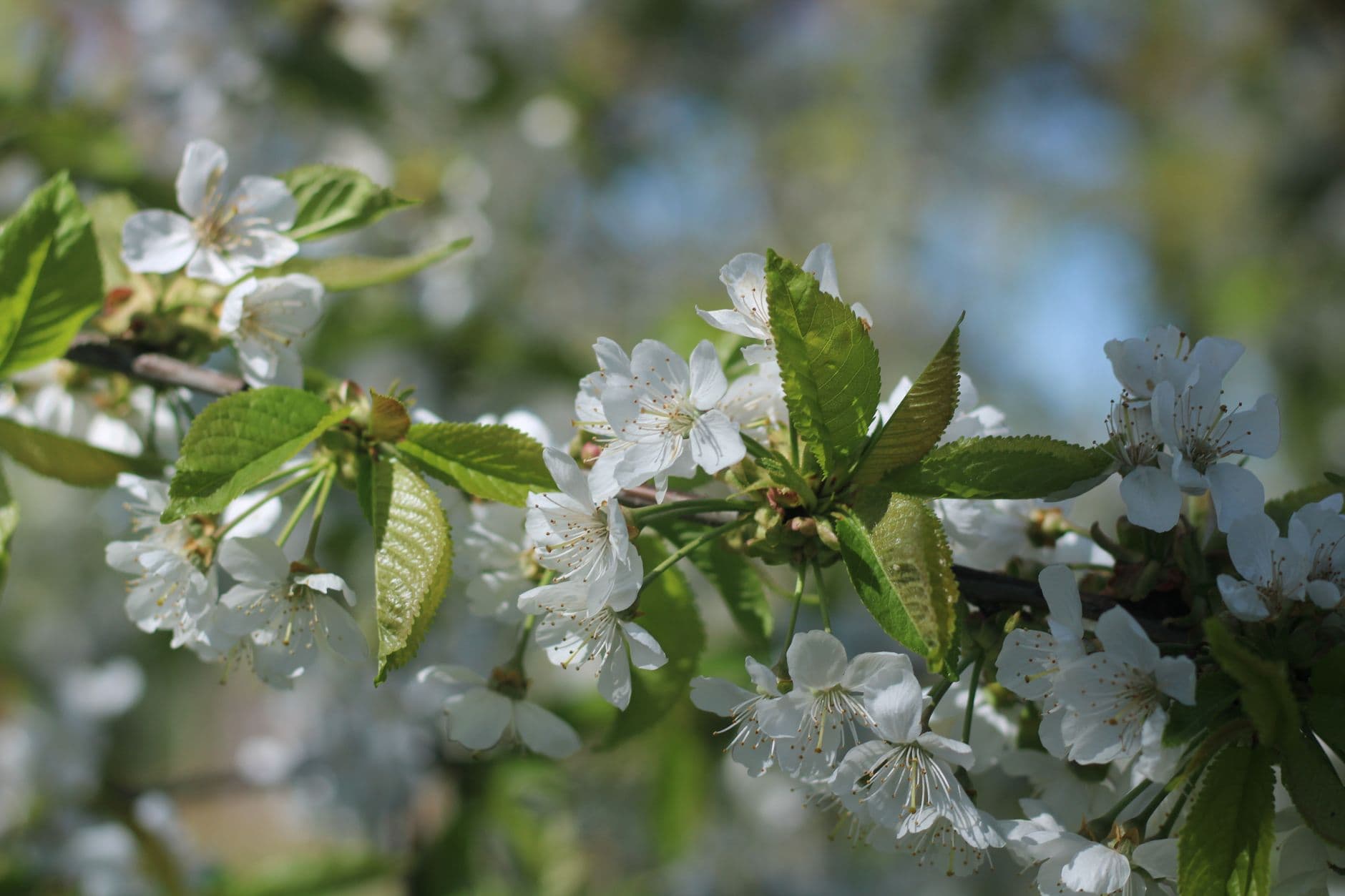 Witte kersenbloesem aan een fruitboomtak in het voorjaarszonlicht