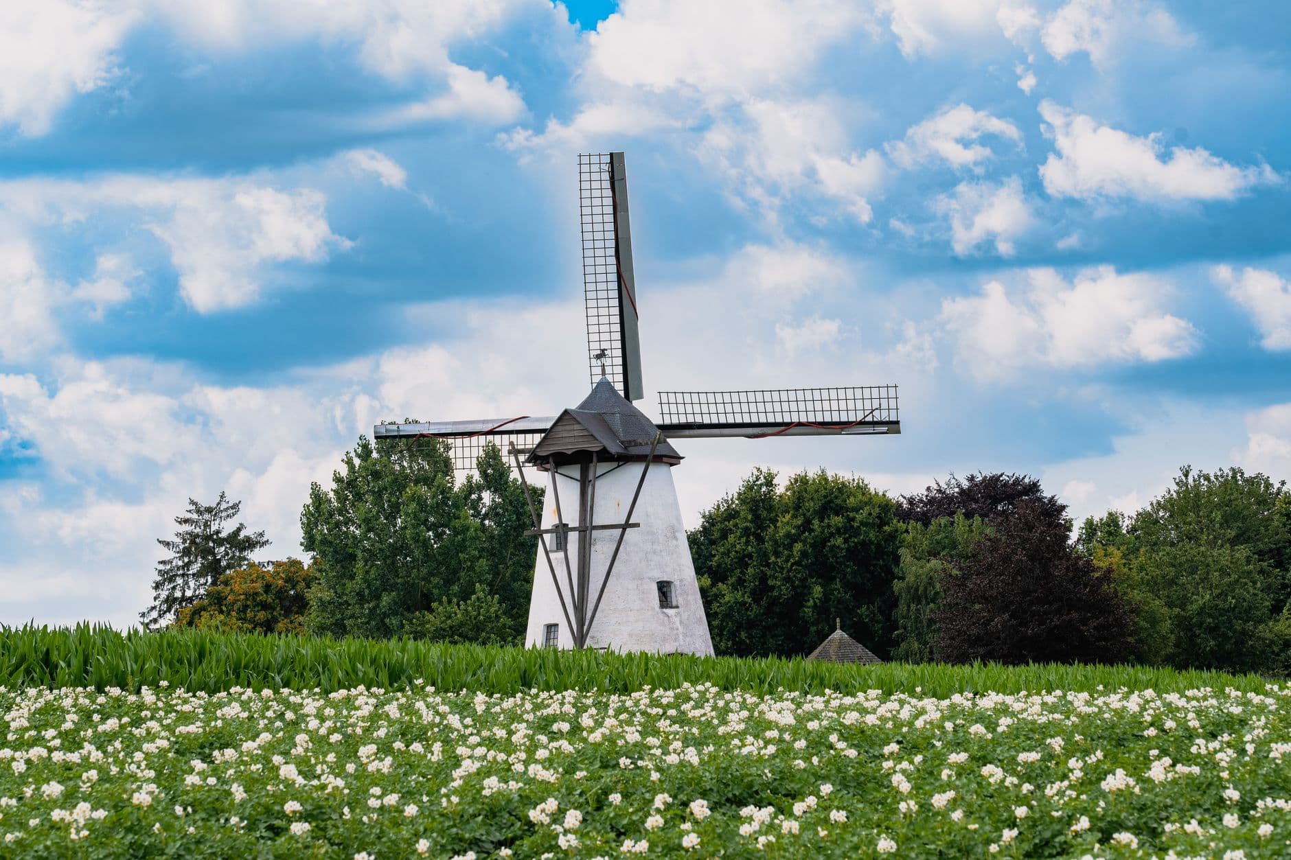 Witte windmolen achter een bloeiend aardappelveld onder een blauwe lucht met stapelwolken