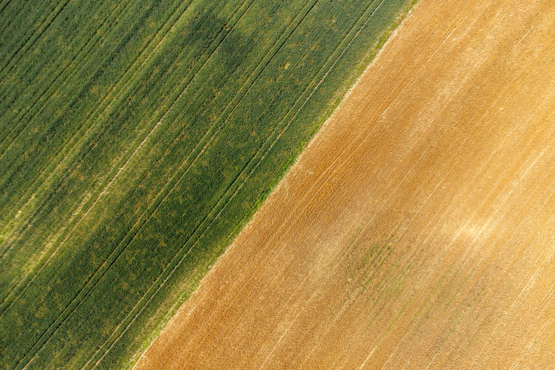 Luchtbeeld van een groen graanveld naast een goudgele akker