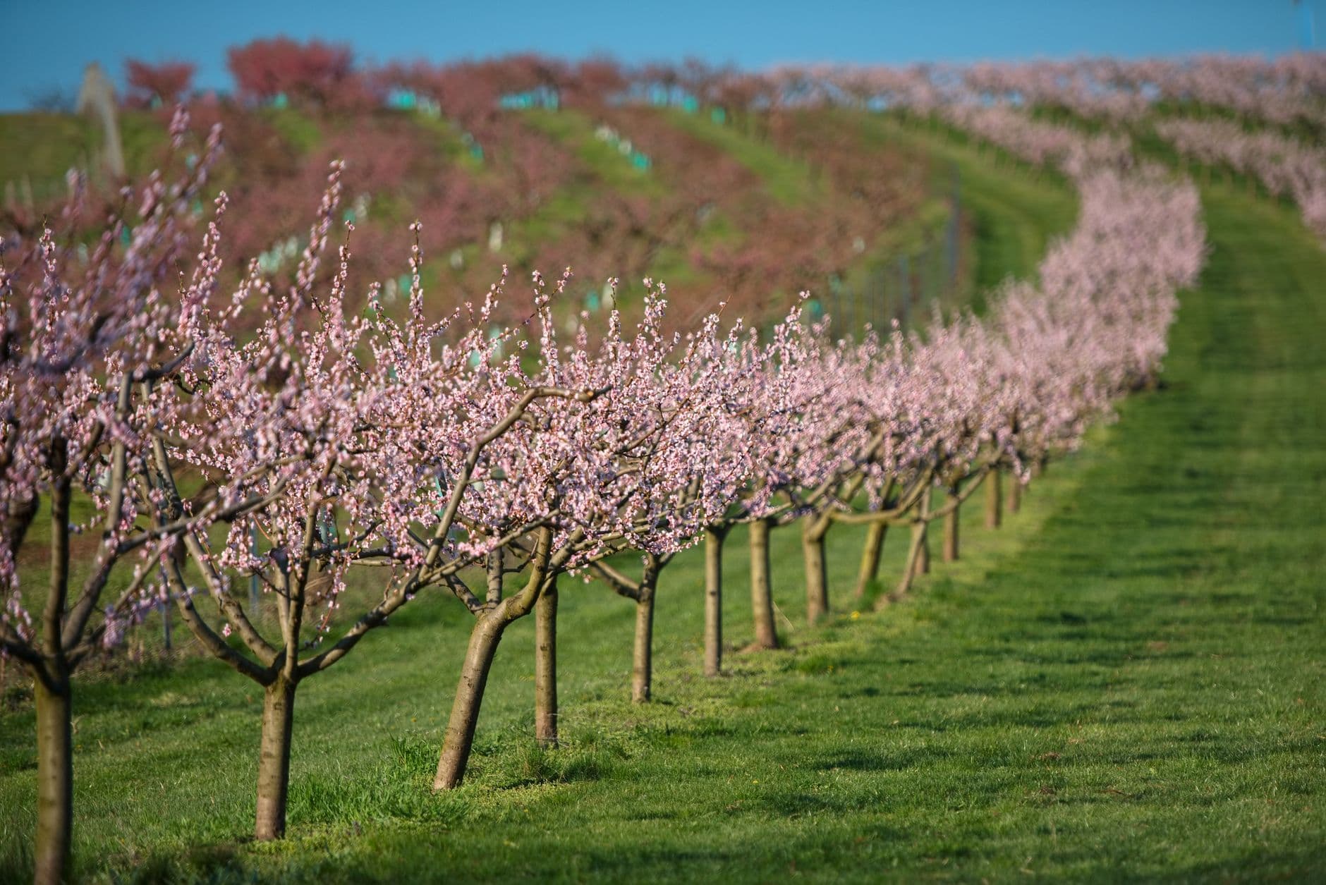 Rijen bloeiende fruitbomen met roze bloesem in een boomgaard op een zonnige lentedag