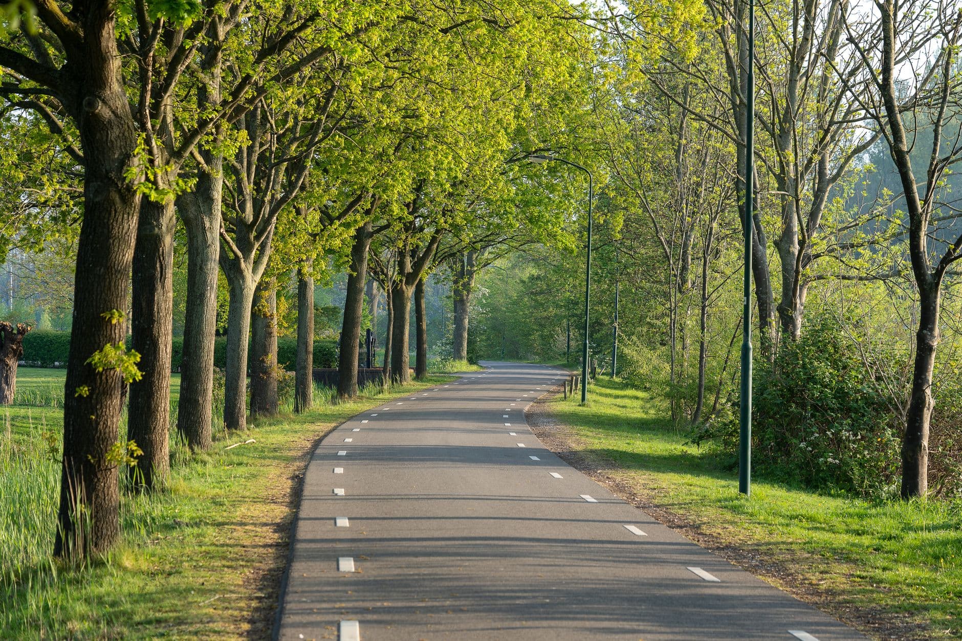 Fietspad met onderbroken middenstreep onder een rij bomen in fris voorjaarsgroen