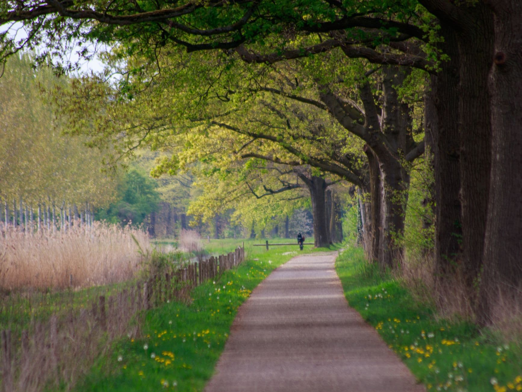 Wandel- en fietspad onder oude eiken langs rietkraag en weiland in de lente