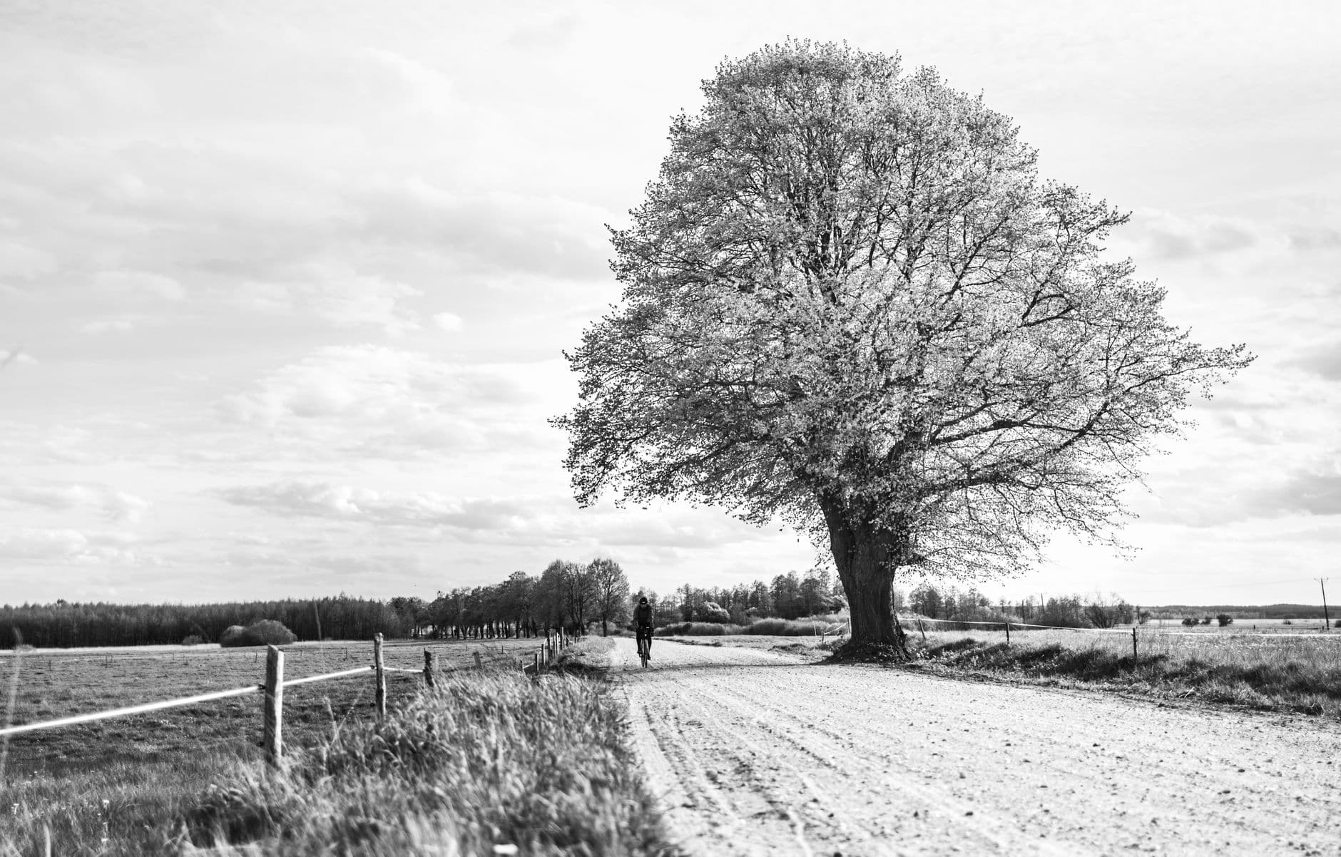 Zwart-witbeeld van een landelijke grindweg met grote boom, weiland met afsluiting en een fietser