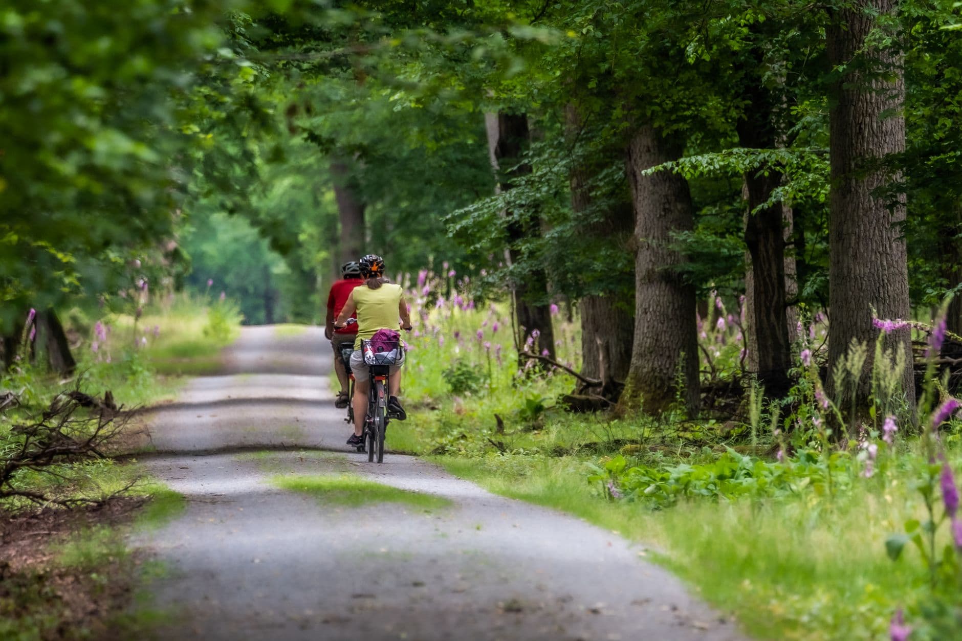 Twee fietsers van achteren op een bospad tussen loofbomen en bloeiend vingerhoedskruid
