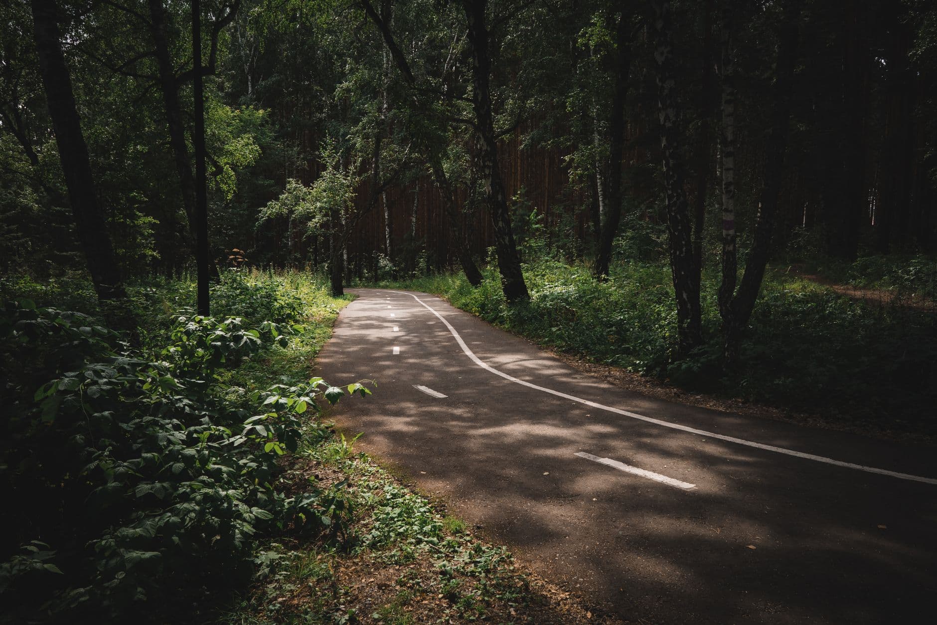 Kronkelend fietspad in asfalt door een schaduwrijk bos met dennen en berken