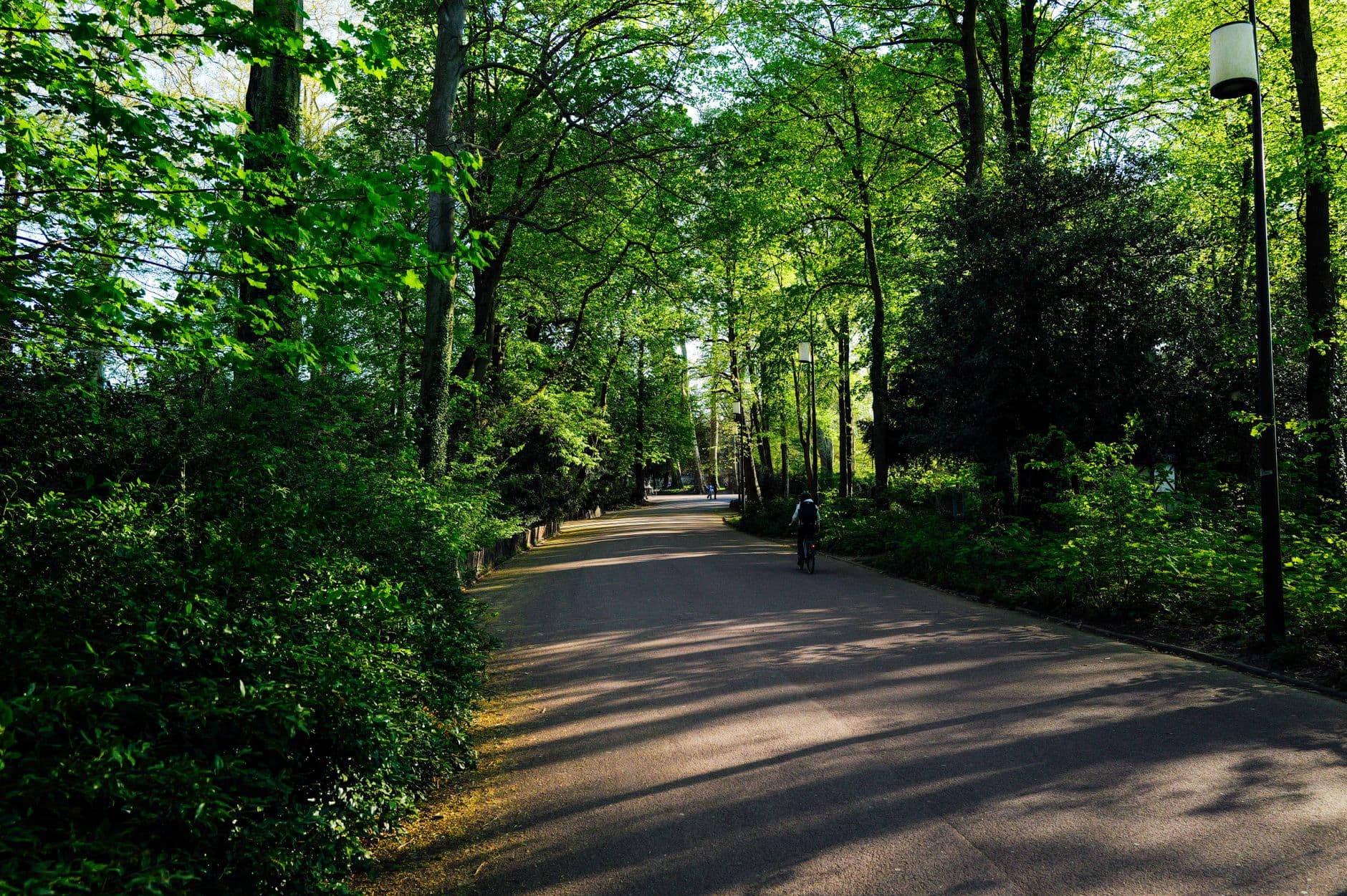 Fietspad door een groen park met hoge bomen en een fietser in de verte