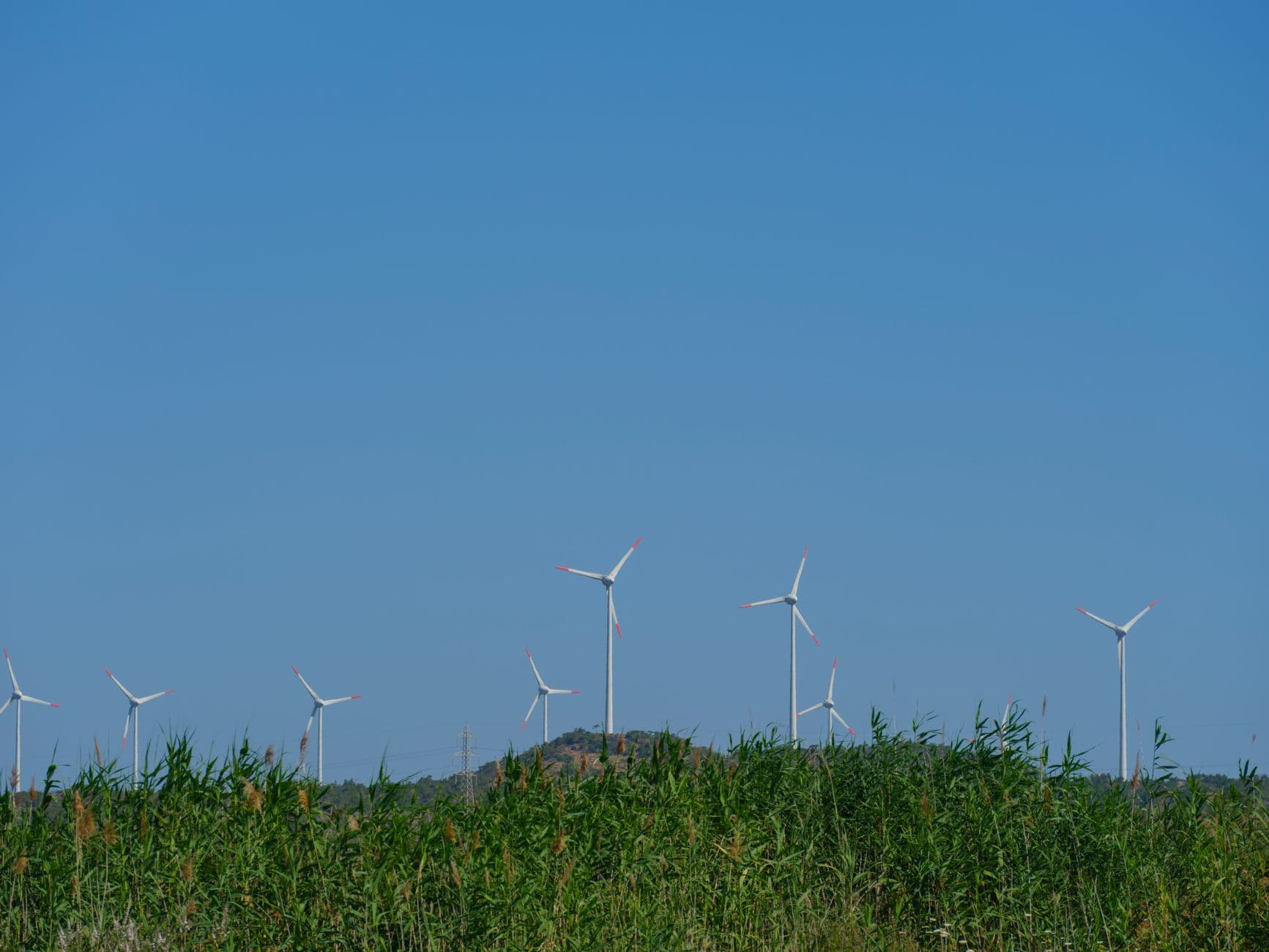 Windturbines achter een veld met hoog riet onder een strakblauwe lucht