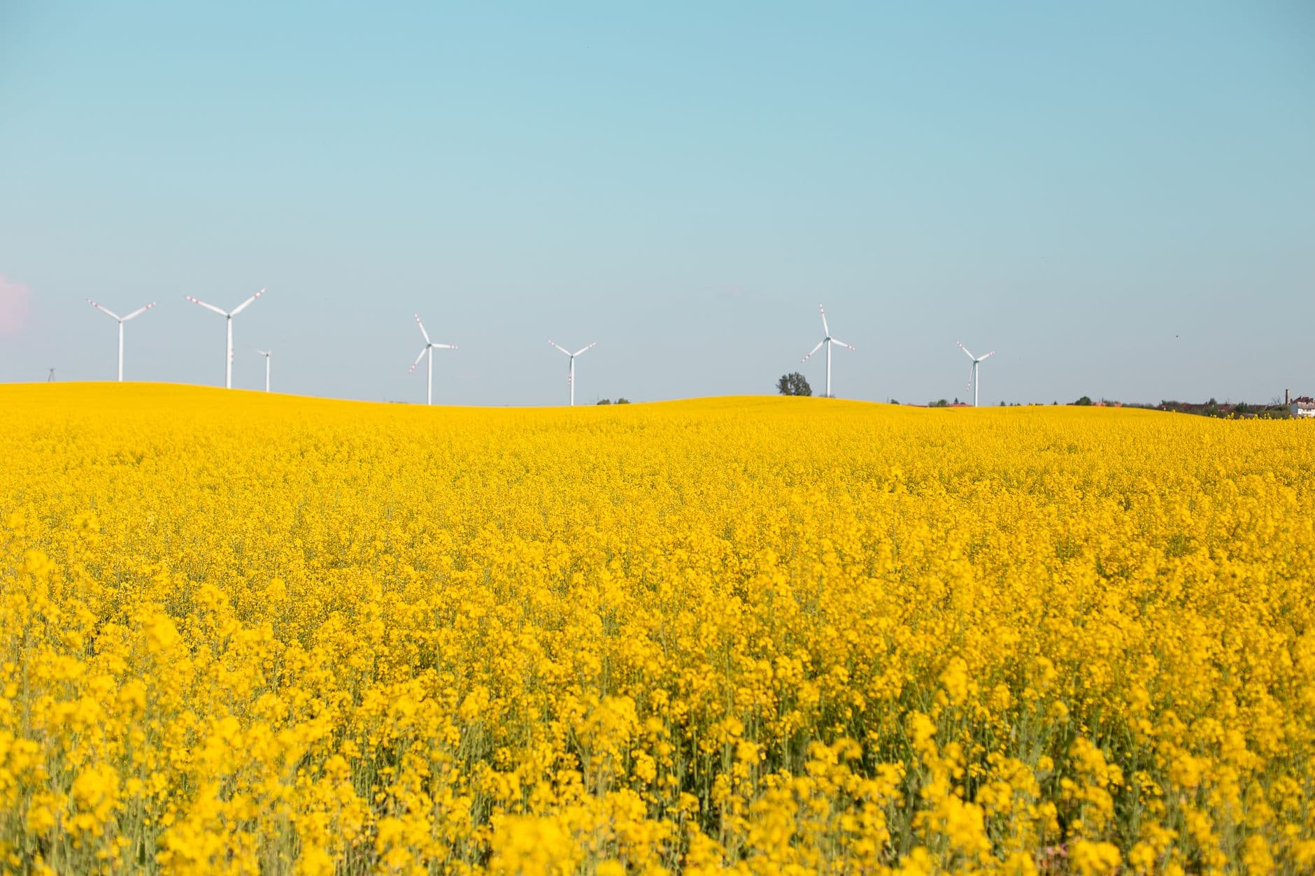 Bloeiend geel koolzaadveld met een rij windturbines aan de horizon onder een heldere lucht