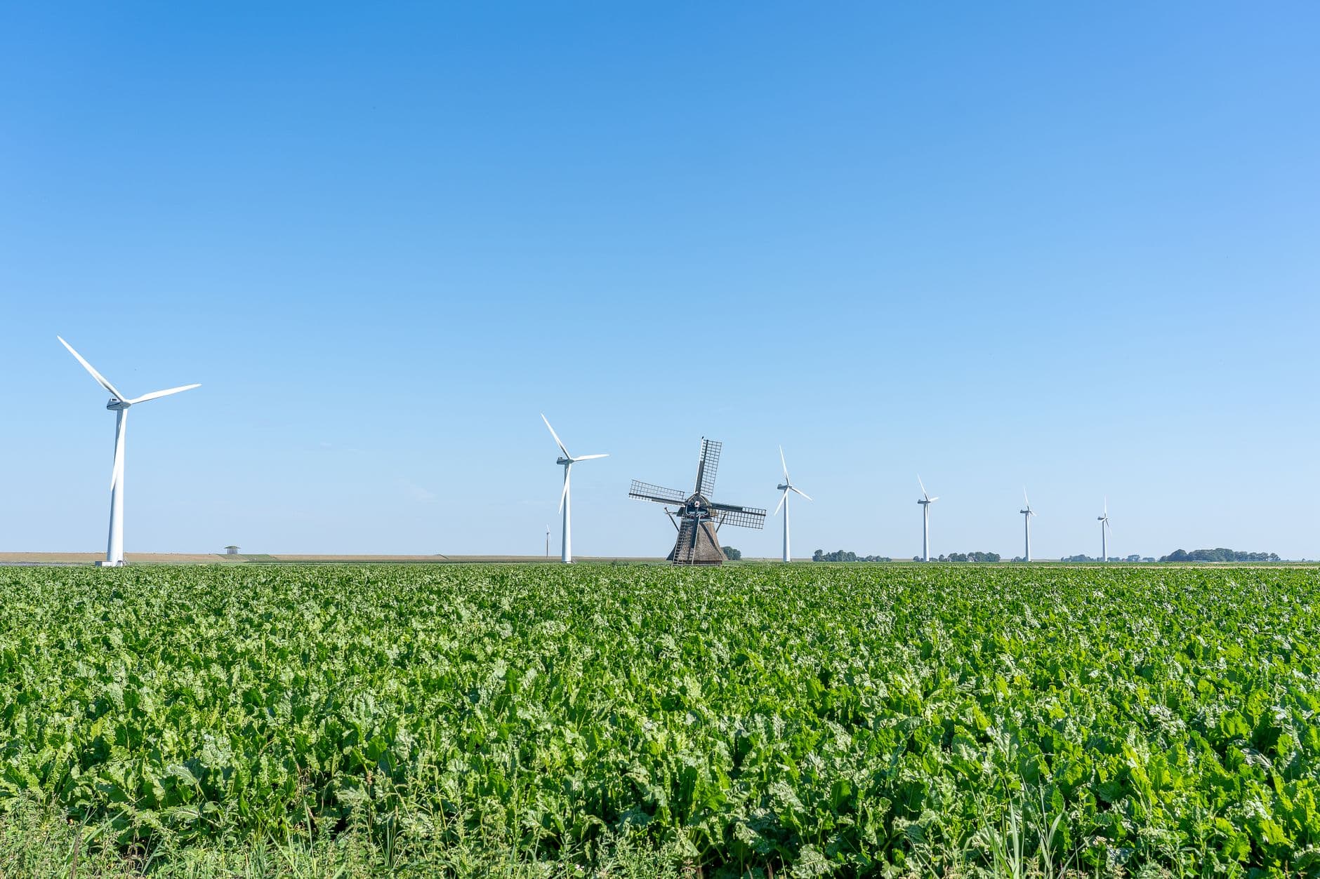 Suikerbietenveld met windturbines en een oude houten windmolen onder een strakblauwe lucht