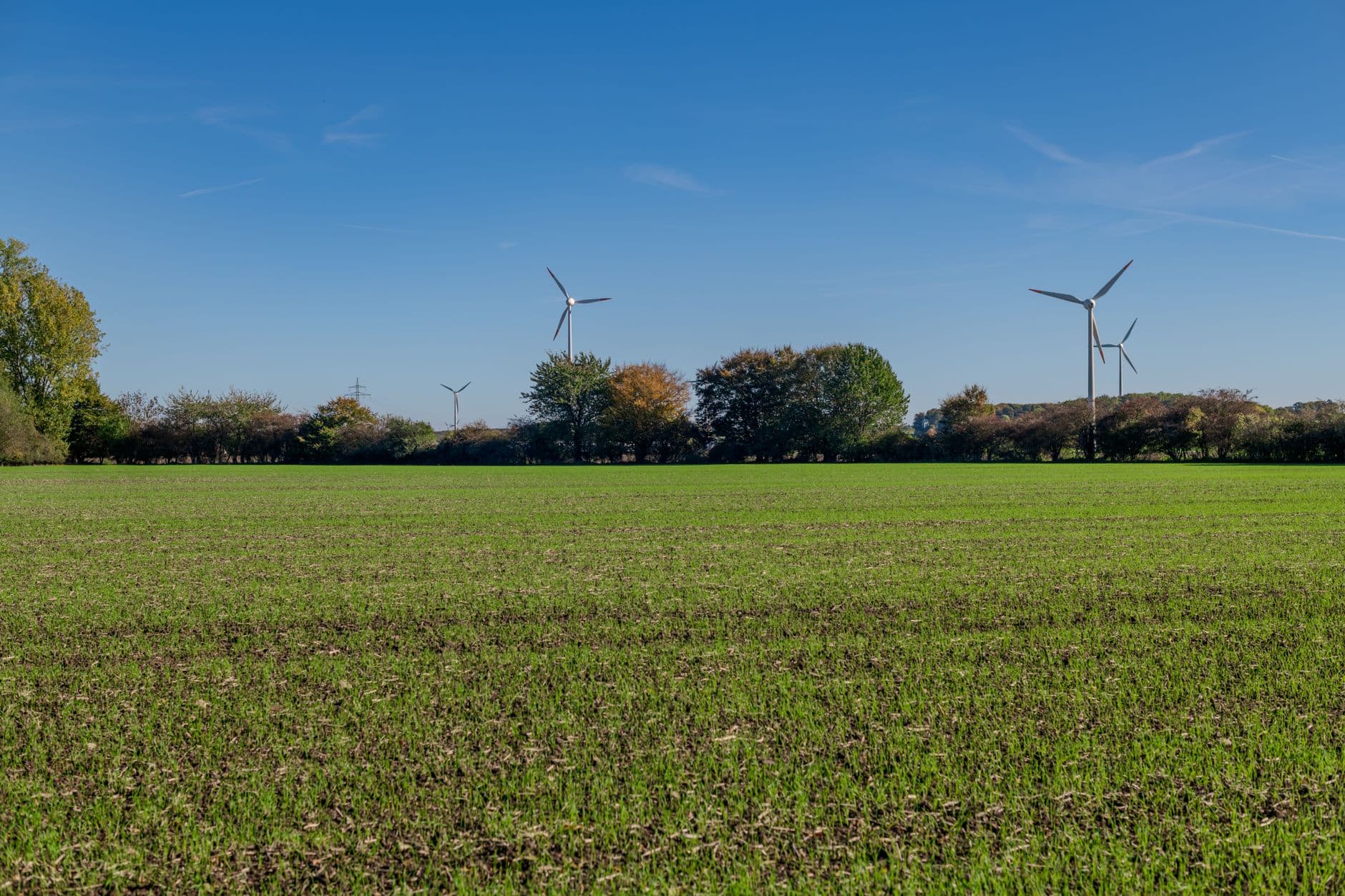 Jong graanveld met een bomenrij in herfstkleuren en windturbines onder een blauwe lucht