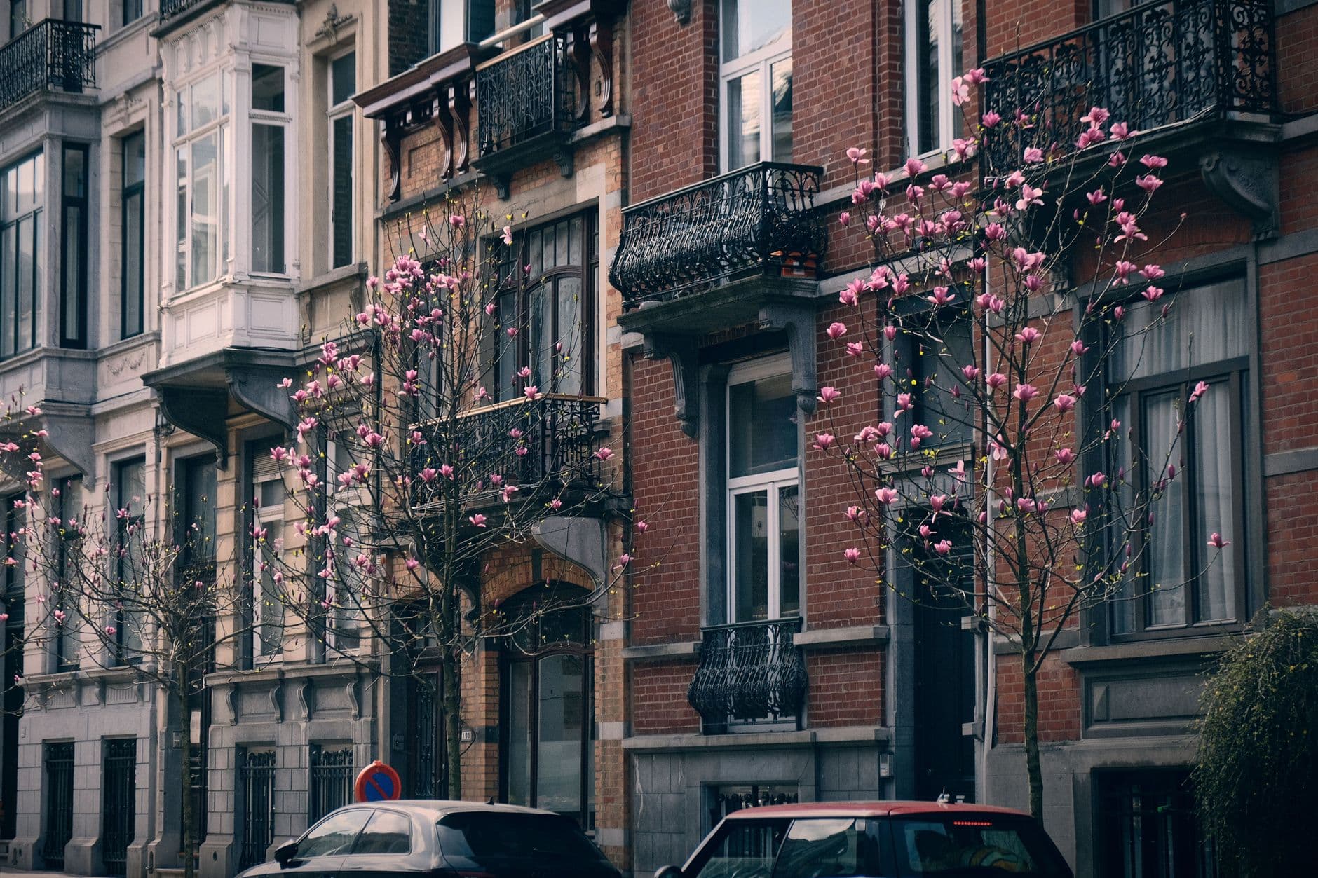 Maisons de maître avec balcons en fer forgé et magnolias en fleur dans une rue de Gand